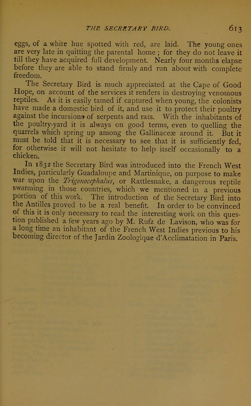 THE SECRETARY BIRD. 6 I 3 eggs, of a white hue spotted with red, are laid. The young ones are very late in quitting the parental home ; for they do not leave it till they have acquired full development. Nearly four months elapse before they are able to stand firmly and run about with complete freedom. The Secretary Bird is much appreciated at the Cape of Good Hope, on account of the services it renders in destroying venomous reptiles. As it is easily tamed if captured when young, the colonists have made a domestic bird of it, and use it to protect their poultry against the incursion? of serpents and racs. With the inhabitants of the poultry-yard it is always on good terms, even to quelling the quarrels which spring up among the Gallinacese around it. But it must be told that it is necessary to see that it is sufficiently fed, for otherwise it will not hesitate to help itself occasionally to a chicken. In 1832 the Secretary Bird was introduced into the French West Indies, particularly Guadaloupe and Martinique, on purpose to make war upon the Tngonoccphalus, or Rattlesnake, a dangerous reptile swarming in those countries, which we mentioned in a previous portion of this work. The introduction of the Secretary Bird into the Antilles proved to be a real benefit. In order to be convinced of this it is only necessary to read the interesting work on this ques- tion published a few years ago by M. Rufz de Lavison, who was for a long time an inhabitant of the French West Indies previous to his becoming director of the Jardin Zoologique d’Acclimatation in Paris.