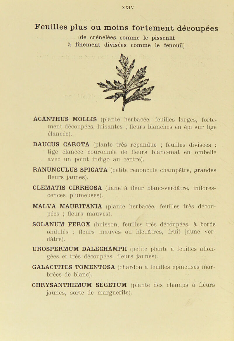 Feuilles plus ou moins fortement découpées ACANTHUS MOLLIS (plante herbacée, feuilles larges, forte- ment découpées, luisantes ; fleurs blanches en épi sur tige élancée). DAUCUS CAROTA (plante très répandue ; feuilles divisées ; tige élancée couronnée de fleurs blanc-mat en ombelle avec un point indigo au centre). RANUNCULUS SPICATA (petite renoncule champêtre, grandes fleurs jaunes). CLEMATIS CIRRHOSA (liane à fleur blanc-verdâtre, inflores- cences plumeuses). MALVA MAURITANIA (plante herbacée, feuilles très décou- pées ; Heurs mauves). SOLANUM FEROX (buisson, feuilles très découpées, à bords ondulés ; Heurs mauves ou bleuâtres, fruit jaune ver- dâtre). UROSPERMUM DALECHAMPII (petite plante à feuilles allon- gées et très découpées, fleurs jaunes). GALACTITES TOMENTOSA (chardon à feuilles épineuses mar- brées de blanc). CHRYSANTHEMUM SEGETUM (plante des champs à fleurs jaunes, sorte de marguerite). (de crénelées comme le pissenlit à finement divisées comme le fenouil)