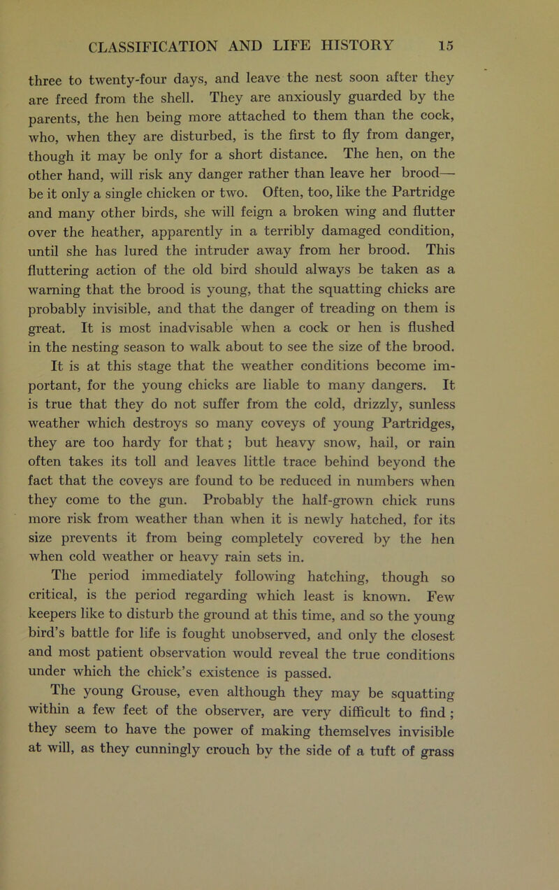 three to twenty-four days, and leave the nest soon after they are freed from the shell. They are anxiously guarded by the parents, the hen being more attached to them than the cock, who, when they are disturbed, is the first to fly from danger, though it may be only for a short distance. The hen, on the other hand, will risk any danger rather than leave her brood— be it only a single chicken or two. Often, too, like the Partridge and many other birds, she will feign a broken wing and flutter over the heather, apparently in a terribly damaged condition, until she has lured the intruder away from her brood. This fluttering action of the old bird should always be taken as a warning that the brood is young, that the squatting chicks are probably invisible, and that the danger of treading on them is great. It is most inadvisable when a cock or hen is flushed in the nesting season to walk about to see the size of the brood. It is at this stage that the weather conditions become im- portant, for the young chicks are liable to many dangers. It is true that they do not suffer from the cold, drizzly, sunless weather which destroys so many coveys of young Partridges, they are too hardy for that; but heavy snow, hail, or rain often takes its toll and leaves little trace behind beyond the fact that the coveys are found to be reduced in numbers when they come to the gun. Probably the half-grown chick runs more risk from weather than when it is newly hatched, for its size prevents it from being completely covered by the hen when cold weather or heavy rain sets in. The period immediately following hatching, though so critical, is the period regarding which least is known. Few keepers like to disturb the ground at this time, and so the young bird’s battle for life is fought unobserved, and only the closest and most patient observation would reveal the true conditions under which the chick’s existence is passed. The young Grouse, even although they may be squatting within a few feet of the observer, are very difficult to find ; they seem to have the power of making themselves invisible at will, as they cunningly crouch by the side of a tuft of grass