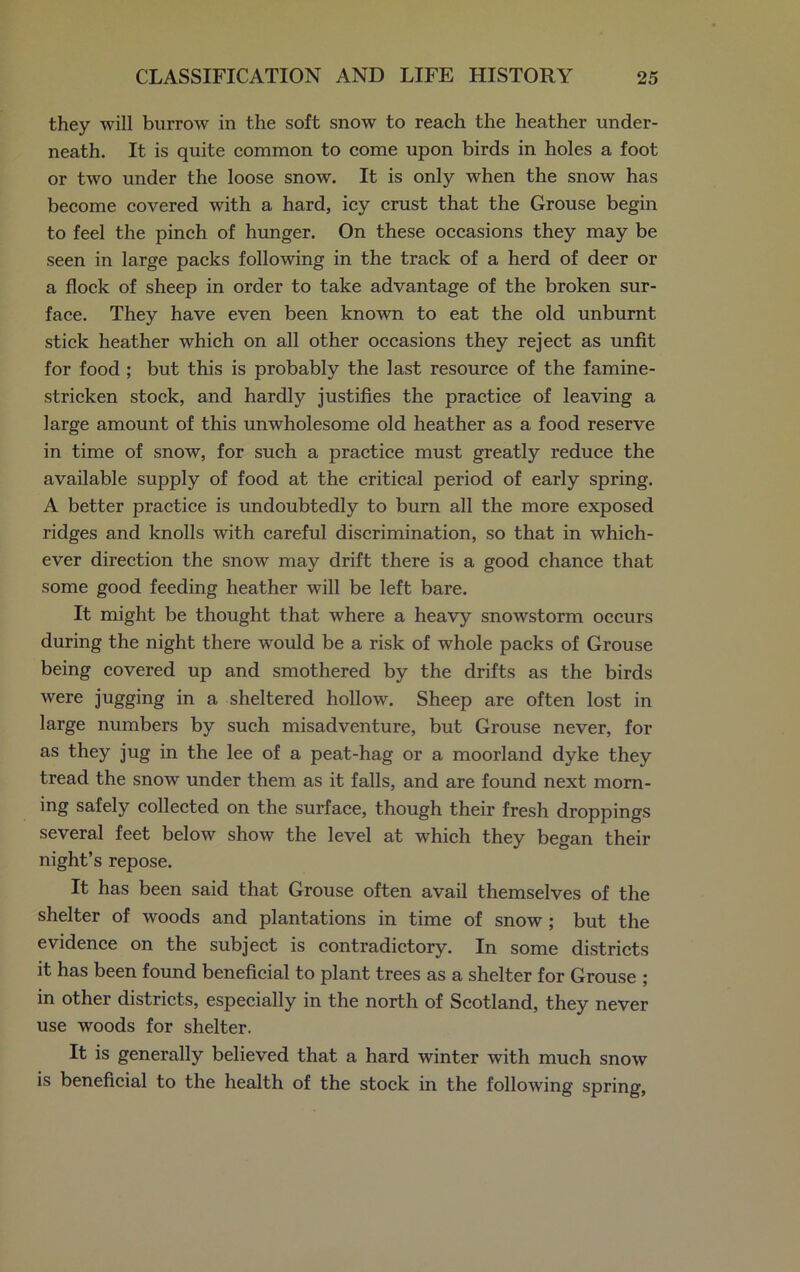 they will burrow in the soft snow to reach the heather under- neath. It is quite common to come upon birds in holes a foot or two under the loose snow. It is only when the snow has become covered with a hard, icy crust that the Grouse begin to feel the pinch of hunger. On these occasions they may be seen in large packs following in the track of a herd of deer or a flock of sheep in order to take advantage of the broken sur- face. They have even been known to eat the old unburnt stick heather which on all other occasions they reject as unfit for food ; but this is probably the last resource of the famine- stricken stock, and hardly justifies the practice of leaving a large amount of this unwholesome old heather as a food reserve in time of snow, for such a practice must greatly reduce the available supply of food at the critical period of early spring. A better practice is undoubtedly to burn all the more exposed ridges and knolls with careful discrimination, so that in which- ever direction the snow may drift there is a good chance that some good feeding heather will be left bare. It might be thought that where a heavy snowstorm occurs during the night there wrould be a risk of whole packs of Grouse being covered up and smothered by the drifts as the birds were jugging in a sheltered hollow. Sheep are often lost in large numbers by such misadventure, but Grouse never, for as they jug in the lee of a peat-hag or a moorland dyke they tread the snow under them as it falls, and are found next morn- ing safely collected on the surface, though their fresh droppings several feet below show the level at which they began their night’s repose. It has been said that Grouse often avail themselves of the shelter of woods and plantations in time of snow ; but the evidence on the subject is contradictory. In some districts it has been found beneficial to plant trees as a shelter for Grouse ; in other districts, especially in the north of Scotland, they never use woods for shelter. It is generally believed that a hard winter with much snow is beneficial to the health of the stock in the following spring.
