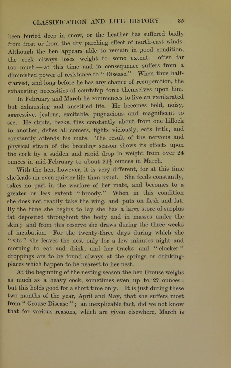 been buried deep in snow, or the heather has suffered badly from frost or from the dry parching effect of north-east winds. Although the hen appears able to remain in good condition, the cock always loses weight to some extent often far too much — at this time and in consequence suffers from a diminished power of resistance to “ Disease.” When thus half- starved, and long before he has any chance of recuperation, the exhausting necessities of courtship force themselves upon him. In February and March he commences to live an exhilarated but exhausting and unsettled life. He becomes bold, noisy, aggressive, jealous, excitable, pugnacious and magnificent to see. He struts, becks, flies constantly about from one hillock to another, defies all comers, fights viciously, eats little, and constantly attends his mate. The result of the nervous and physical strain of the breeding season shows its effects upon the cock by a sudden and rapid drop in weight from over 24 ounces in mid-February to about 211 ounces in March. With the hen, however, it is very different, for at this time she leads an even quieter life than usual. She feeds constantly, takes no part in the warfare of her mate, and becomes to a greater or less extent “ broody.” When in this condition she does not readily take the wing, and puts on flesh and fat. By the time she begins to lay she has a large store of surplus fat deposited throughout the body and in masses under the skin ; and from this reserve she draws during the three weeks of incubation. For the twenty-three days during which she “ sits ” she leaves the nest only for a few minutes night and morning to eat and drink, and her tracks and “ docker ” droppings are to be found always at the springs or drinking- places which happen to be nearest to her nest. At the beginning of the nesting season the hen Grouse weighs as much as a heavy cock, sometimes even up to 27 ounces ; but this holds good for a short time only. It is just during these two months of the year, April and May, that she suffers most from “ Grouse Disease ” ; an inexplicable fact, did we not know that for various reasons, which are given elsewhere, March is