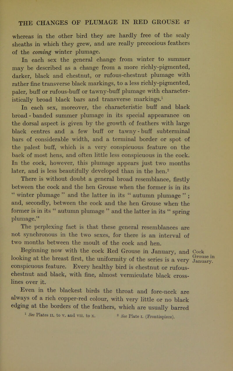 whereas in the other bird they are hardly free of the scaly sheaths in which they grew, and are really precocious feathers of the coming winter plumage. In each sex the general change from winter to summer may be described as a change from a more richly-pigmented, darker, black and chestnut, or rufous-chestnut plumage with rather fine transverse black markings, to a less richly-pigmented, paler, buff or rufous-buff or tawny-buff plumage with character- istically broad black bars and transverse markings.1 In each sex, moreover, the characteristic buff and black broad - banded summer plumage in its special appearance on the dorsal aspect is given by the growth of feathers with large black centres and a few buff or tawny - buff subterminal bars of considerable width, and a terminal border or spot of the palest buff, which is a very conspicuous feature on the back of most hens, and often little less conspicuous in the cock. In the cock, however, this plumage appears just two months later, and is less beautifully developed than in the hen.2 There is without doubt a general broad resemblance, firstly between the cock and the hen Grouse when the former is in its “ winter plumage ” and the latter in its “ autumn plumage ” ; and, secondly, between the cock and the hen Grouse when the former is in its “ autumn plumage ” and the latter in its “ spring plumage.” The perplexing fact is that these general resemblances are not synchronous in the two sexes, for there is an interval of two months between the moult of the cock and hen. Beginning now with the cock Red Grouse in January, and Cock looking at the breast first, the uniformity of the series is a very January! conspicuous feature. Every healthy bird is chestnut or rufous- chestnut and black, with fine, almost vermiculate black cross- lines over it. Even in the blackest birds the throat and fore-neck are always of a rich copper-red colour, with very little or no black edging at the borders of the feathers, which are usually barred 1 See Plates n. to v. and vii. to x. 2 See Plate x< (Frontispiece).