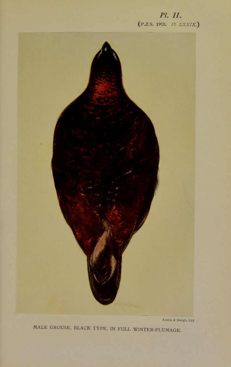 (P.Z.S. 1910. PL LXXIX.) Andre & Sleigh, Ltd MALE GROUSE, BLACK TYPE, IN FULL WINTER-PLUMAGE.