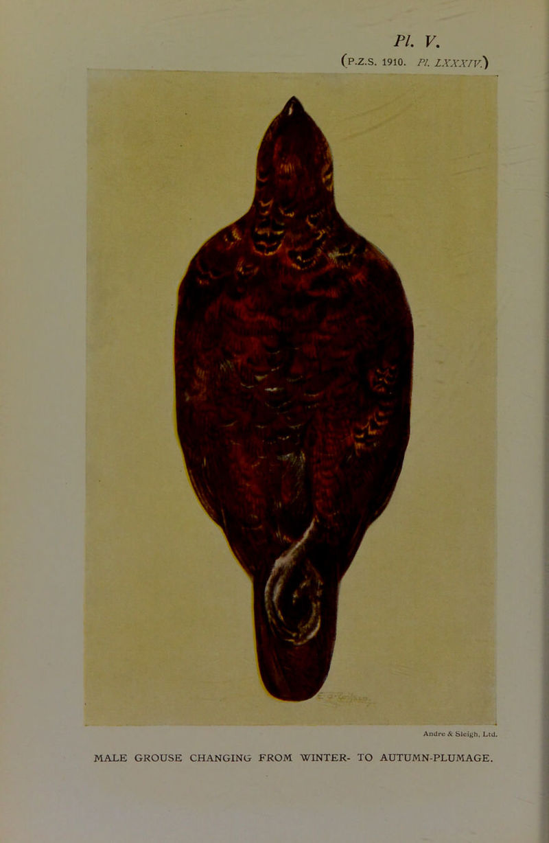 PL V. (p.Z.S. 1910. PL L.YXAVV.) Andre cS: Sleigh, Ltd. MALE GROUSE CHANGING FROM WINTER- TO AUTUMN-PLUMAGE.