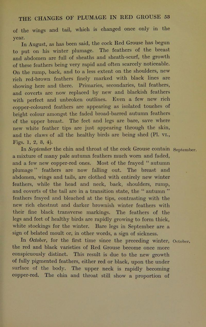 of the wings and tail, which is changed once only in the year. In August, as has been said, the cock Red Grouse has begun to put on his winter plumage. The feathers of the breast and abdomen are full of sheaths and sheath-scurf, the growth of these feathers being very rapid and often scarcely noticeable. On the rump, back, and to a less extent on the shoulders, new rich red-brown feathers finely marked with black lines are showing here and there. Primaries, secondaries, tail feathers, and coverts are now replaced by new and blackish feathers with perfect and unbroken outlines. Even a few new rich copper-coloured feathers are appearing as isolated touches of bright colour amongst the faded broad-barred autumn feathers of the upper breast. The feet and legs are bare, save where new white feather tips are just appearing through the skin, and the claws of all the healthy birds are being shed (PI. vi., Figs. 1, 2, 3, 4). In September the chin and throat of the cock Grouse contain September, a mixture of many pale autumn feathers much worn and faded, and a few new copper-red ones. Most of the frayed “ autumn plumage ” feathers are now falling out. The breast and abdomen, wings and tails, are clothed with entirely new winter feathers, while the head and neck, back, shoulders, rump, and coverts of the tail are in a transition state, the “ autumn ” feathers frayed and bleached at the tips, contrasting with the new rich chestnut and darker brownish winter feathers with their fine black transverse markings. The feathers of the legs and feet of healthy birds are rapidly growing to form thick, white stockings for the winter. Bare legs in September are a sign of belated moult or, in other words, a sign of sickness. In October, for the first time since the preceding winter, October, the red and black varieties of Red Grouse become once more conspicuously distinct. This result is due to the new growth of fully pigmented feathers, either red or black, upon the under surface of the body. The upper neck is rapidly becoming copper-red. The chin and throat still show a proportion of