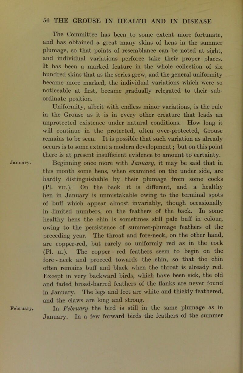 January. February. The Committee has been to some extent more fortunate, and has obtained a great many skins of hens in the summer plumage, so that points of resemblance can be noted at sight, and individual variations perforce take their proper places. It has been a marked feature in the whole collection of six hundred skins that as the series grew, and the general uniformity became more marked, the individual variations which were so noticeable at first, became gradually relegated to their sub- ordinate position. Uniformity, albeit with endless minor variations, is the rule in the Grouse as it is in every other creature that leads an unprotected existence under natural conditions. How long it will continue in the protected, often over-protected, Grouse remains to be seen. It is possible that such variation as already occurs is to some extent a modern development; but on this point there is at present insufficient evidence to amount to certainty. Beginning once more with January, it may be said that in this month some hens, when examined on the under side, are hardly distinguishable by their plumage from some cocks (PI. vii.). On the back it is different, and a healthy hen in January is unmistakable owing to the terminal spots of buff which appear almost invariably, though occasionally in limited numbers, on the feathers of the back. In some healthy hens the chin is sometimes still pale buff in colour, owing to the persistence of summer-plumage feathers of the preceding year. The throat and fore-neck, on the other hand, are copper-red, but rarely so uniformly red as in the cock (PI. ii.). The copper - red feathers seem to begin on the fore - neck and proceed towards the chin, so that the chin often remains buff and black when the throat is already red. Except in very backward birds, which have been sick, the old and faded broad-barred feathers of the flanks are never found in January. The legs and feet are white and thickly feathered, and the claws are long and strong. In February the bird is still in the same plumage as in January. In a few forward birds the feathers of the summer