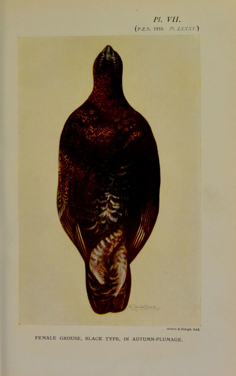 (P.Z.S. 1910. PL ZXA'.YV.) Andre & Sleigh Ltd. FEMALE GROUSE, BLACK TYPE, IN AUTUMN-PLUMAGE.