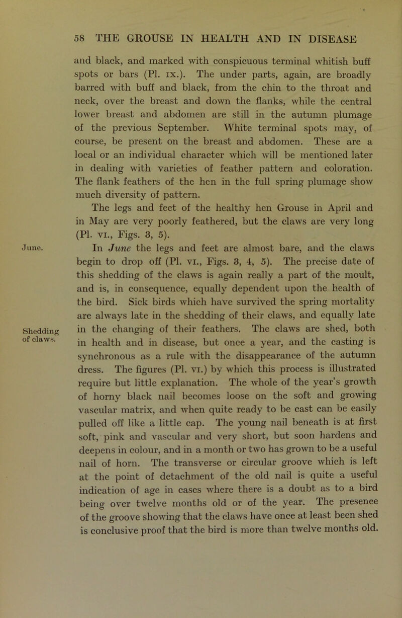 June. Shedding of claws. and black, and marked with conspicuous terminal whitish buff spots or bars (PI. ix.). The under parts, again, are broadly barred with buff and black, from the chin to the throat and neck, over the breast and down the flanks, while the central lower breast and abdomen are still in the autumn plumage of the previous September. White terminal spots may, of course, be present on the breast and abdomen. These are a local or an individual character which will be mentioned later in dealing with varieties of feather pattern and coloration. The flank feathers of the hen in the full spring plumage show much diversity of pattern. The legs and feet of the healthy hen Grouse in April and in May are very poorly feathered, but the claws are very long (PI. vi., Figs. 3, 5). In June the legs and feet are almost bare, and the claws begin to drop off (PI. vi., Figs. 3, 4, 5). The precise date of this shedding of the claws is again really a part of the moult, and is, in consequence, equally dependent upon the health of the bird. Sick birds which have survived the spring mortality are always late in the shedding of their claws, and equally late in the changing of their feathers. The claws are shed, both in health and in disease, but once a year, and the casting is synchronous as a rule with the disappearance of the autumn dress. The figures (PI. vi.) by which this process is illustrated require but little explanation. The whole of the year’s growth of horny black nail becomes loose on the soft and growing vascular matrix, and when quite ready to be cast can be easily pulled off like a little cap. The young nail beneath is at first soft, pink and vascular and very short, but soon hardens and deepens in colour, and in a month or two has grown to be a useful nail of horn. The transverse or circular groove which is left at the point of detachment of the old nail is quite a useful indication of age in cases where there is a doubt as to a bird being over twelve months old or of the year. The presence of the groove showing that the claws have once at least been shed is conclusive proof that the bird is more than twelve months old.