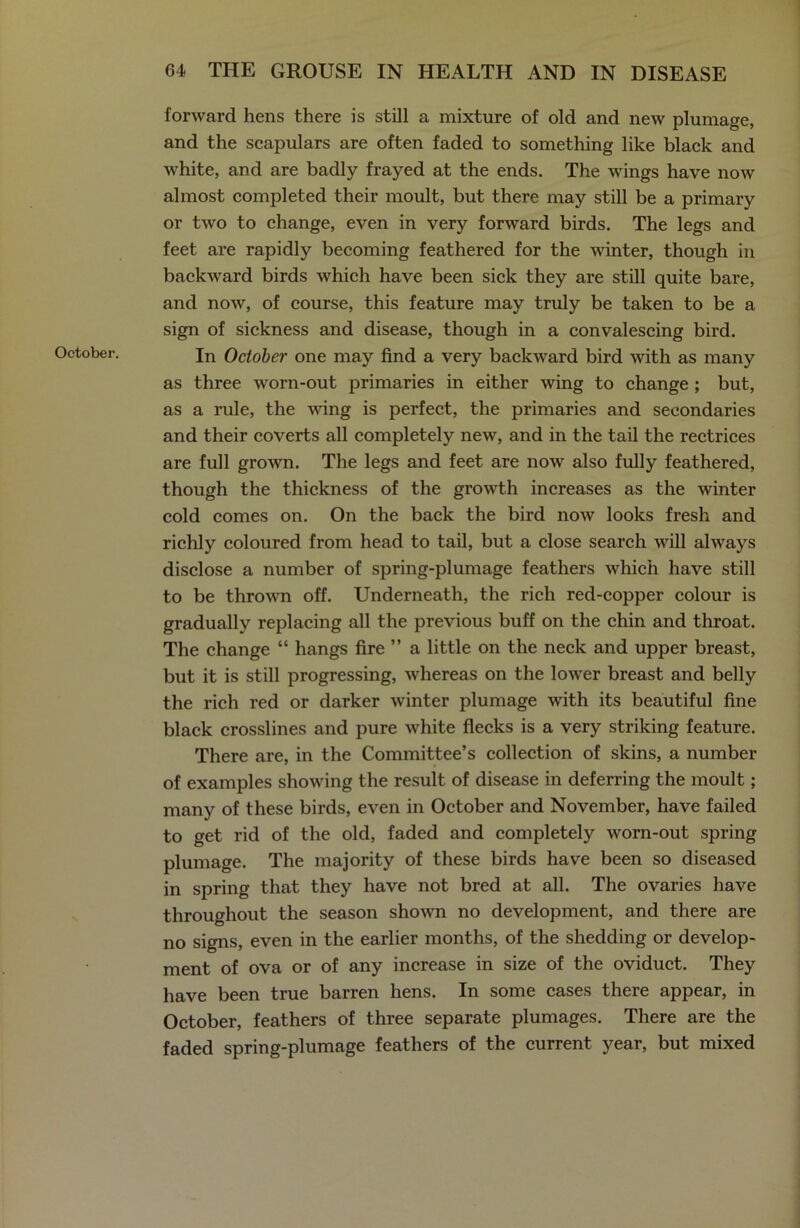 October. forward hens there is still a mixture of old and new plumage, and the scapulars are often faded to something like black and white, and are badly frayed at the ends. The wings have now almost completed their moult, but there may still be a primary or two to change, even in very forward birds. The legs and feet are rapidly becoming feathered for the winter, though in backward birds which have been sick they are still quite bare, and now, of course, this feature may truly be taken to be a sign of sickness and disease, though in a convalescing bird. In October one may find a very backward bird with as many as three worn-out primaries in either wing to change ; but, as a rule, the wing is perfect, the primaries and secondaries and their coverts all completely new, and in the tail the rectrices are full grown. The legs and feet are now also fully feathered, though the thickness of the growth increases as the winter cold comes on. On the back the bird now looks fresh and richly coloured from head to tail, but a close search will always disclose a number of spring-plumage feathers which have still to be thrown off. Underneath, the rich red-copper colour is gradually replacing all the previous buff on the chin and throat. The change “ hangs fire ” a little on the neck and upper breast, but it is still progressing, whereas on the lower breast and belly the rich red or darker winter plumage with its beautiful fine black crosslines and pure white flecks is a very striking feature. There are, in the Committee’s collection of skins, a number of examples showing the result of disease in deferring the moult; many of these birds, even in October and November, have failed to get rid of the old, faded and completely worn-out spring plumage. The majority of these birds have been so diseased in spring that they have not bred at all. The ovaries have throughout the season shown no development, and there are no signs, even in the earlier months, of the shedding or develop- ment of ova or of any increase in size of the oviduct. They have been true barren hens. In some cases there appear, in October, feathers of three separate plumages. There are the faded spring-plumage feathers of the current year, but mixed