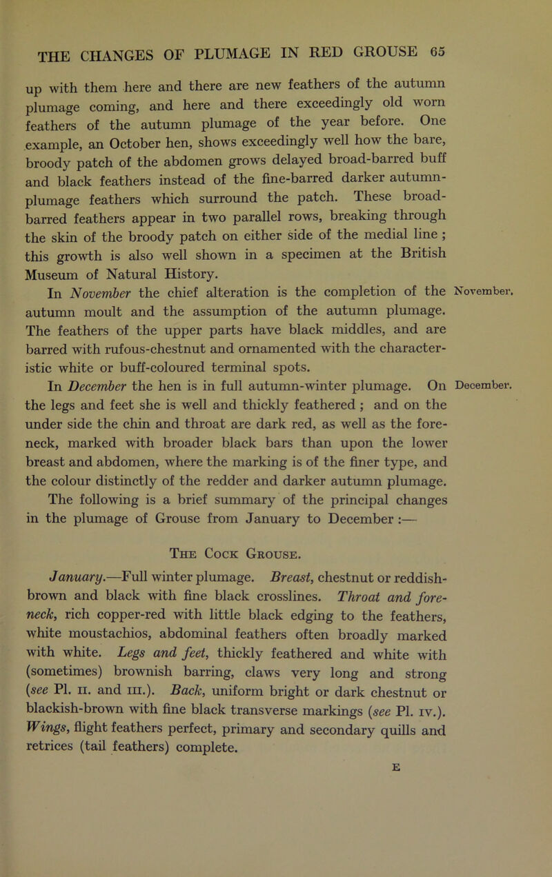 up with them here and there are new feathers of the autumn plumage coming, and here and there exceedingly old worn feathers of the autumn plumage of the year before. One example, an October hen, shows exceedingly well how the bare, broody patch of the abdomen grows delayed broad-baried buff and black feathers instead of the fine-barred darker autumn- plumage feathers which surround the patch. These broad- barred feathers appear in two parallel rows, breaking through the skin of the broody patch on either side of the medial line ; this growth is also well shown in a specimen at the British Museum of Natural History. In November the chief alteration is the completion of the November, autumn moult and the assumption of the autumn plumage. The feathers of the upper parts have black middles, and are barred with rufous-chestnut and ornamented with the character- istic white or buff-coloured terminal spots. In December the hen is in full autumn-winter plumage. On December, the legs and feet she is well and thickly feathered ; and on the under side the chin and throat are dark red, as well as the fore- neck, marked with broader black bars than upon the lower breast and abdomen, where the marking is of the finer type, and the colour distinctly of the redder and darker autumn plumage. The following is a brief summary of the principal changes in the plumage of Grouse from January to December :— The Cock Grouse. January.—Full winter plumage. Breast, chestnut or reddish- brown and black with fine black crosslines. Throat and fore- neck, rich copper-red with little black edging to the feathers, white moustachios, abdominal feathers often broadly marked with white. Legs and feet, thickly feathered and white with (sometimes) brownish barring, claws very long and strong {see PI. ii. and in.). Back, uniform bright or dark chestnut or blackish-brown with fine black transverse markings {see PI. iv.). Wings, flight feathers perfect, primary and secondary quills and retrices (tail feathers) complete. E