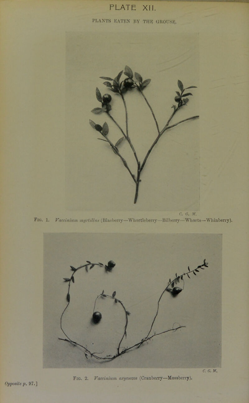 PLANTS EATEN By THE UROUSE, C. G. M. Fig. 1. Vacciaium myrlillas (Blaeberry—Whortleberry—Bilberry—Whorts—Whinberry). C. G. M. Opposite p. 97.] Fig. 2. Vacciaium orycoccos (Cranberry—Mossberry).