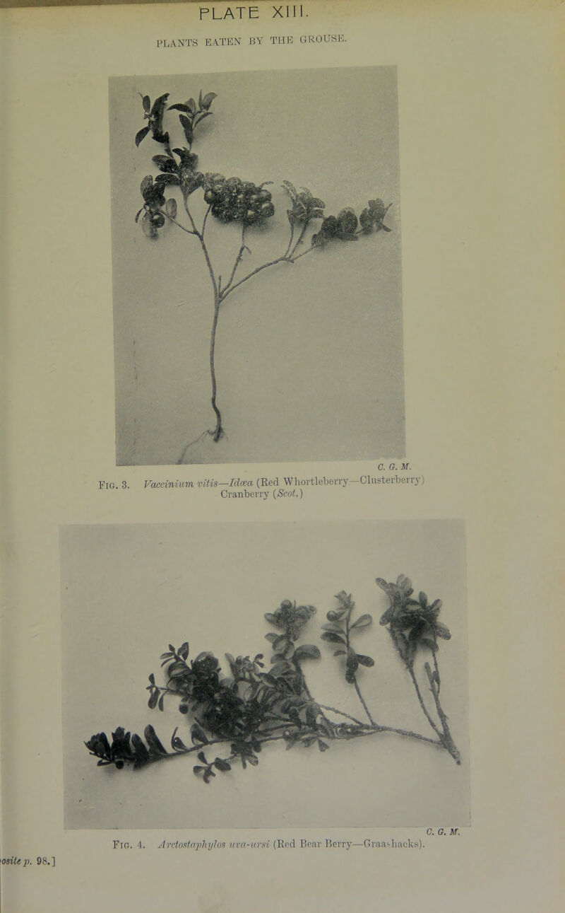 PLANTS EATEN BY THE GROUSE. C.G. M. Fig. 3. Vuccinium vitis—Idccct (Red Whortleberry: Glusterbein) Cranberry (Scot.) C. G