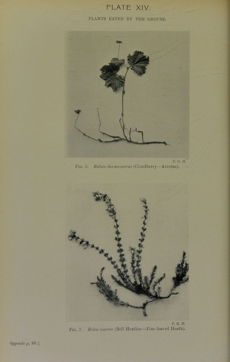 PLANTS EATEN BY THE GROUSE. C. G. M, Fig. '>. Rubies chanuonorus (Cloudberry—Averine). C. G. M. Fig. 7. Erica cincrea, (Bell Heather—Fine-leaved Heath).