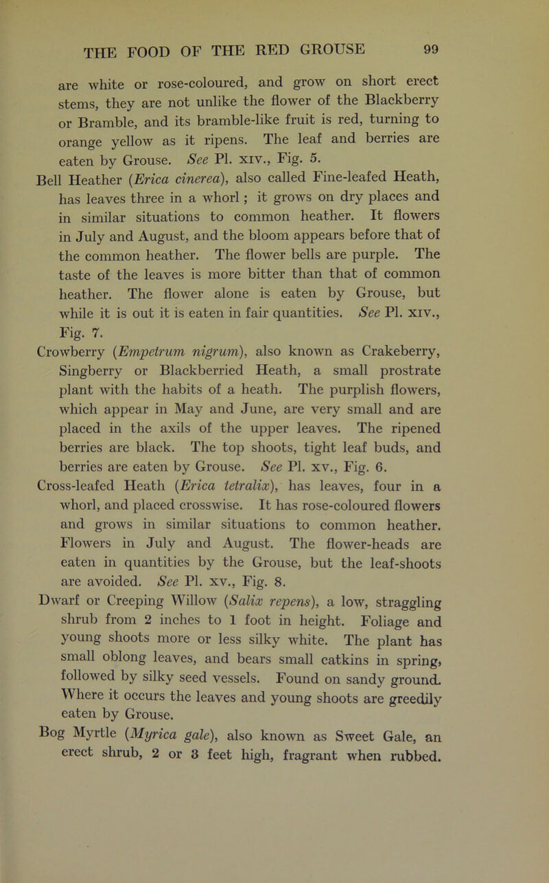 are white or rose-coloured, and grow on. short erect stems, they are not unlike the flower of the Blackberry or Bramble, and its bramble-like fruit is red, turning to orange yellow as it ripens. The leaf and berries are eaten by Grouse. See PI. xiv., Fig. 5. Bell Heather (Erica cinerea), also called Fine-leafed Heath, has leaves three in a whorl; it grows on dry places and in similar situations to common heather. It flowers in July and August, and the bloom appears before that of the common heather. The flower bells are purple. The taste of the leaves is more bitter than that of common heather. The flower alone is eaten by Grouse, but while it is out it is eaten in fair quantities. See PI. xiv., Fig. 7. Crowberry (Empetrum nigrum), also known as Crakeberry, Singberry or Blackberried Heath, a small prostrate plant with the habits of a heath. The purplish flowers, which appear in May and June, are very small and are placed in the axils of the upper leaves. The ripened berries are black. The top shoots, tight leaf buds, and berries are eaten by Grouse. See PI. xv., Fig. 6. Cross-leafed Heath (Erica tetralix), has leaves, four in a whorl, and placed crosswise. It has rose-coloured flowers and grows in similar situations to common heather. Flowers in July and August. The flower-heads are eaten in quantities by the Grouse, but the leaf-shoots are avoided. See PI. xv., Fig. 8. Dwarf or Creeping Willow (Salix repens), a low, straggling shrub from 2 inches to 1 foot in height. Foliage and young shoots more or less silky white. The plant has small oblong leaves, and bears small catkins in spring* followed by silky seed vessels. Found on sandy ground. Where it occurs the leaves and young shoots are greedily eaten by Grouse. Bog Myrtle (Myrica gale), also known as Sweet Gale, an erect shrub, 2 or 3 feet high, fragrant when rubbed.