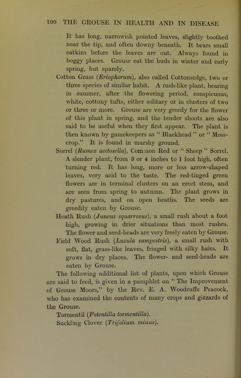 It has long, narrowish pointed leaves, slightly toothed near the tip, and often downy beneath. It bears small catkins before the leaves are out. Always found in boggy places. Grouse eat the buds in winter and early spring, but sparely. Cotton Grass (Eriophorum), also called Cottonsedge, two or three species of similar habit. A rush-like plant, bearing in summer, after the flowering period, conspicuous, white, cottony tufts, either solitary or in clusters of two or three or more. Grouse are very greedy for the flower of this plant in spring, and the tender shoots are also said to be useful when they first appear. The plant is then known by gamekeepers as “ Blackhead ” or “ Moss- crop.” It is found in marshy ground. Sorrel (Rumex acetosella), Common Red or “ Sheep ” Sorrel. A slender plant, from 3 or 4 inches to 1 foot high, often turning red. It has long, more or less arrow-shaped leaves, very acid to the taste. The red-tinged green flowers are in terminal clusters on an erect stem, and are seen from spring to autumn. The plant grows in dry pastures, and on open heaths. The seeds are greedily eaten by Grouse. Heath Rush (Juncus squarrosus), a small rush about a foot high, growing in drier situations than most rushes. The flower and seed-heads are very freely eaten by Grouse. Field Wood Rush (Luzula campestris), a small rush with soft, flat, grass-like leaves, fringed with silky hairs. It grows in dry places. The flower- and seed-heads are eaten by Grouse. The following additional list of plants, upon which Grouse are said to feed, is given in a pamphlet on “ The Improvement of Grouse Moors,” by the Rev. E. A. Woodruffe Peacock, who has examined the contents of many crops and gizzards of the Grouse. Tormentil (Potentilla tormentilla). Suckling Clover (Trifolium minus).