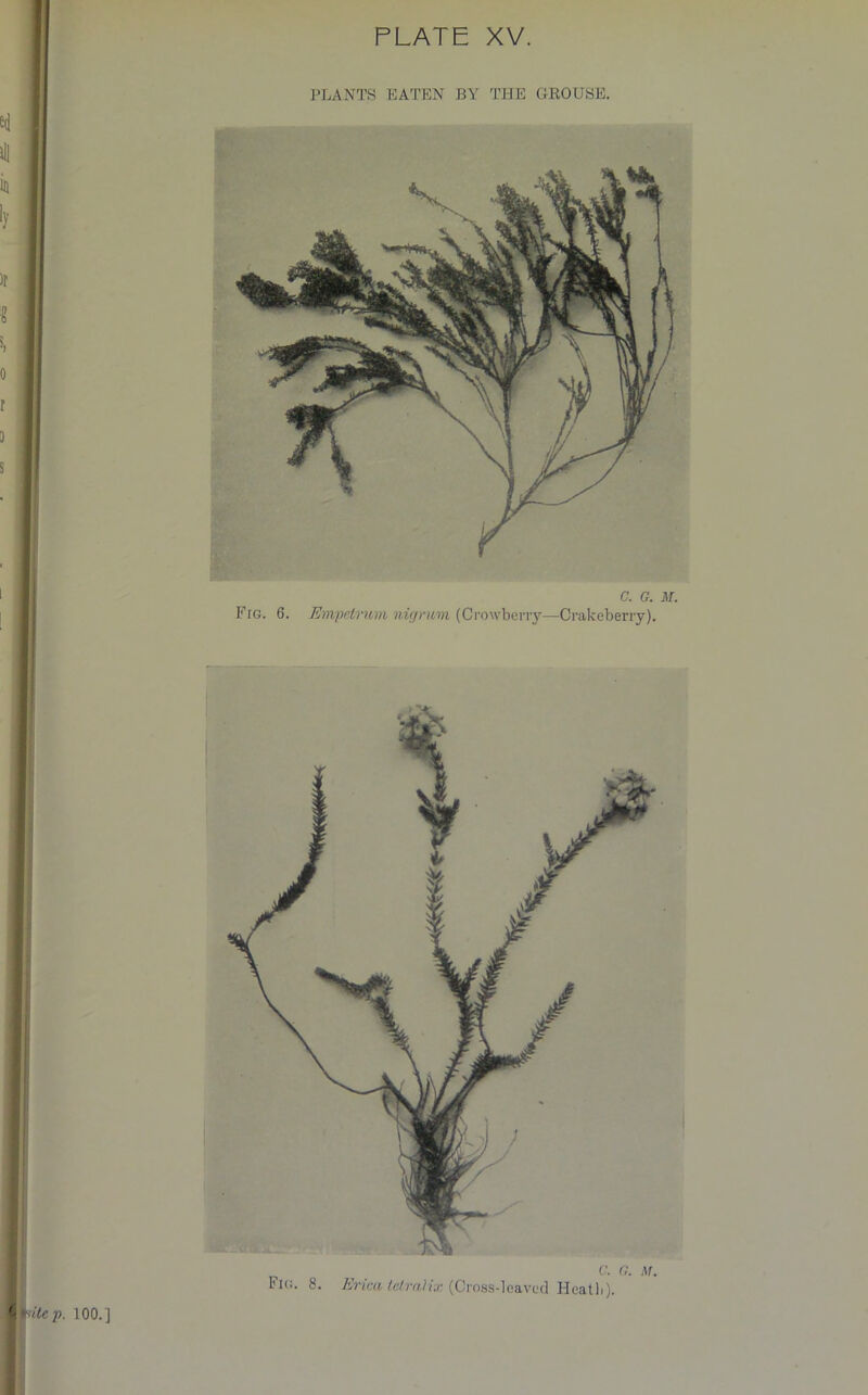 PLANTS EATEN BY THE GROUSE. C. G. M. Empetriim nigrum (Crowberry—Crakeberry). C. G. M.