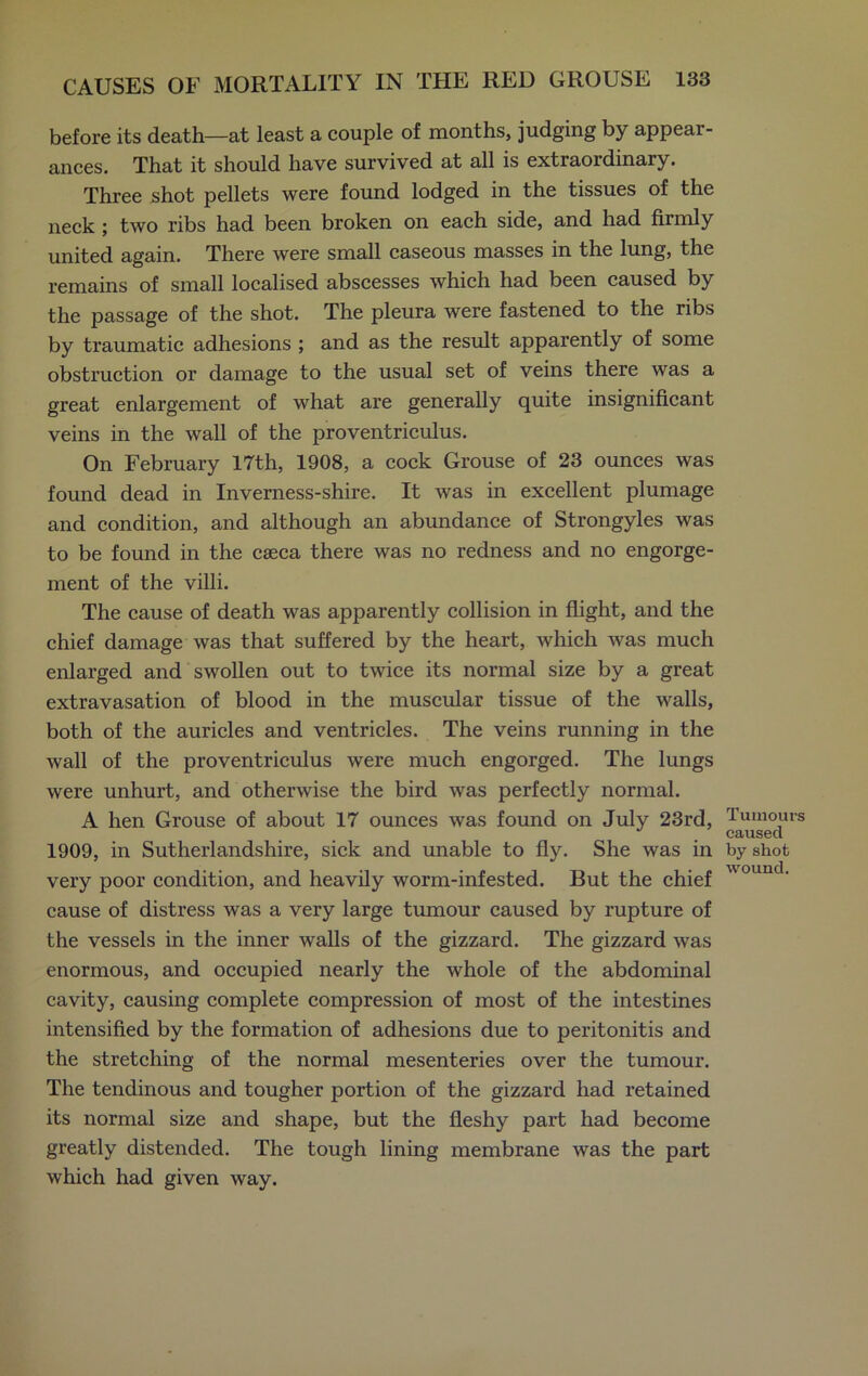 before its death—at least a couple of months, judging by appear- ances. That it should have survived at all is extraordinary. Three shot pellets were found lodged in the tissues of the neck ; two ribs had been broken on each side, and had firmly united again. There were small caseous masses in the lung, the remains of small localised abscesses which had been caused by the passage of the shot. The pleura were fastened to the ribs by traumatic adhesions ; and as the result apparently of some obstruction or damage to the usual set of veins there was a great enlargement of what are generally quite insignificant veins in the wall of the proventriculus. On February 17th, 1908, a cock Grouse of 23 ounces was found dead in Inverness-shire. It was in excellent plumage and condition, and although an abundance of Strongyles was to be found in the caeca there was no redness and no engorge- ment of the villi. The cause of death was apparently collision in flight, and the chief damage was that suffered by the heart, which was much enlarged and swollen out to twice its normal size by a great extravasation of blood in the muscular tissue of the walls, both of the auricles and ventricles. The veins running in the wall of the proventriculus were much engorged. The lungs were unhurt, and otherwise the bird was perfectly normal. A hen Grouse of about 17 ounces was found on July 23rd, 1909, in Sutherlandshire, sick and unable to fly. She was in very poor condition, and heavily worm-infested. But the chief cause of distress was a very large tumour caused by rupture of the vessels in the inner walls of the gizzard. The gizzard was enormous, and occupied nearly the whole of the abdominal cavity, causing complete compression of most of the intestines intensified by the formation of adhesions due to peritonitis and the stretching of the normal mesenteries over the tumour. The tendinous and tougher portion of the gizzard had retained its normal size and shape, but the fleshy part had become greatly distended. The tough lining membrane was the part which had given way. Tumours caused by shot wound.