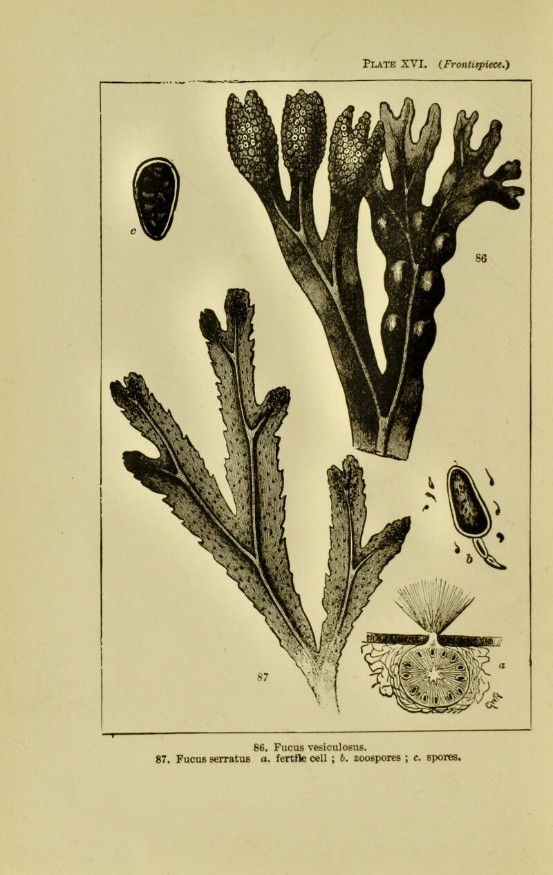 Plate XVI. {Frontispiece.') 86. Fucus vesiciilosus. 87. Fucus serratus a. fertile cell ; 6. zoospores ; c. spores.