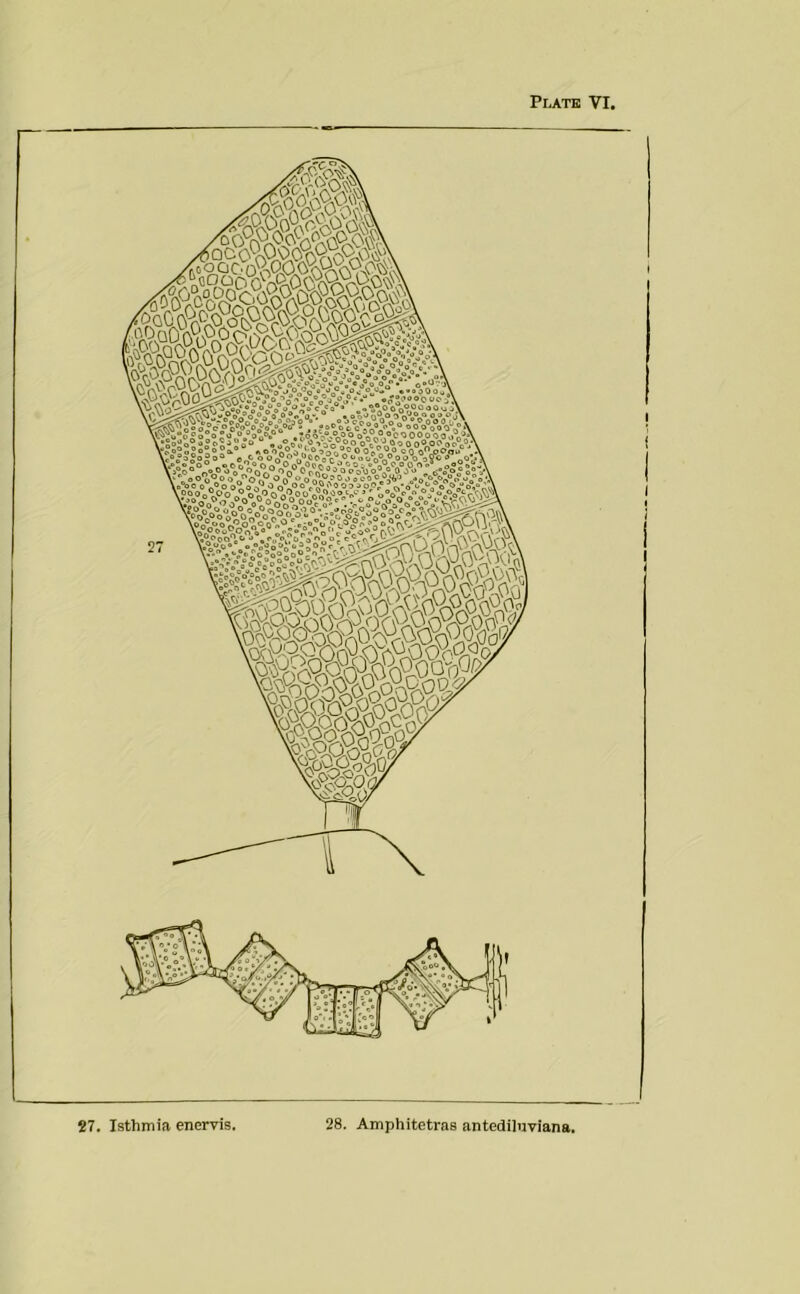 27. Isthmia enervis. 28. Amphitetras antediluviana.