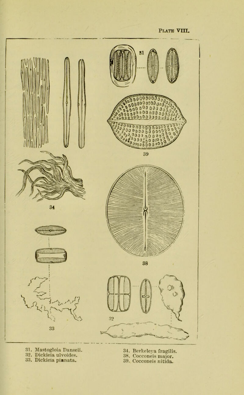 Plate VITL •SI. Mastogloia Panseii. 32. Dickieia ulvoitle.R. 3-3. Dickieia pianata. 34. Berkeleya fragilis. 38. Cocconeis major. 39. Cocconeis nitida.