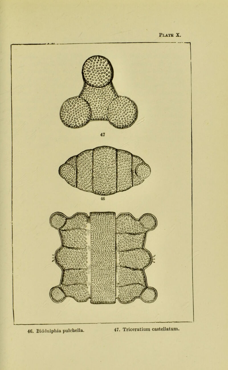 Plate X. 47 46. Biiidulphia pulchella. 47. Triceratium caatellatum.