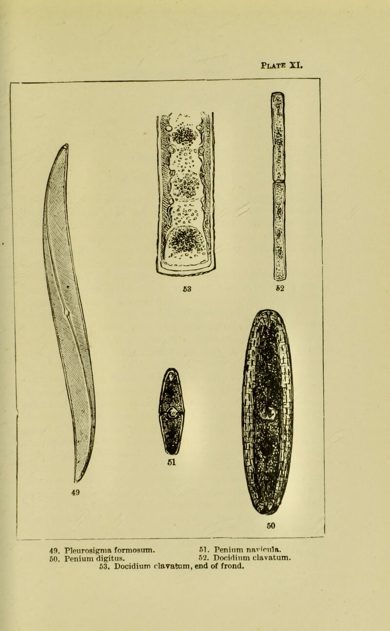 Plate XI, 49. Pleurosigma formosiim. 51. Peniiim navirula. 60. Penium digitus. 52. Docidium clavatum. 63. Docidium rlavatam, end of frond.