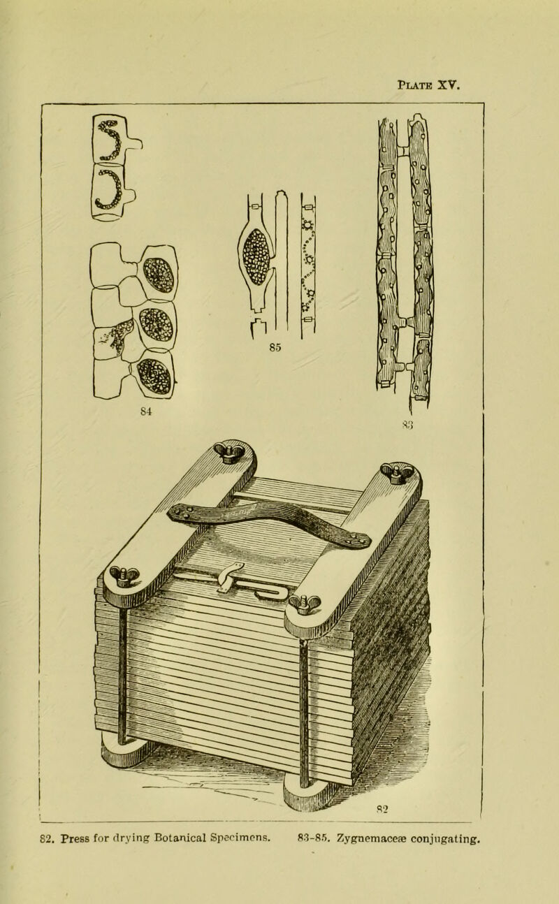 Plate XV. 82. Press for rlrying Botanical Specimens. 83-8.5. Zygnemaceae conjugating.