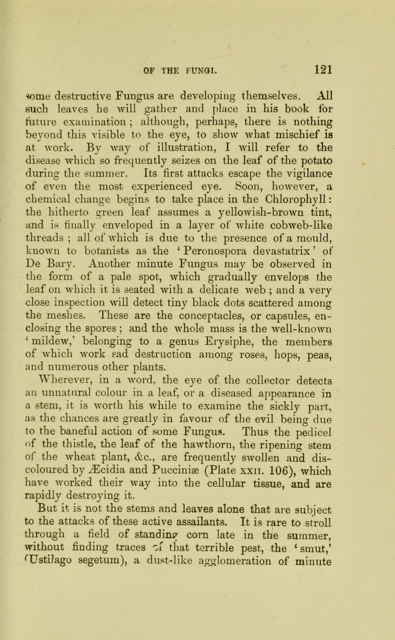 ^ome desti'uctive Fungus are developing themselves. All such leaves he will gather and y)luce in his book for future examination ; although, perhaps, there is nothing beyond this visible to the eye, to show what mischief is at work. By way of illustration, I will refer to the disease which so frequently seizes on the leaf of the potato during the summer. Its first attacks escape the vigilance of even the most experienced eye. Soon, however, a chemical change begins to take place in the Chlorophyll: the hitherto green leaf assumes a yellowish-brown tint, and is finally enveloped in a layer of white cobweb-like threads ; all of which is due to the presence of a mould, known to botanists as the ‘ Peronospora devastatrix ’ of De Bary. Another minute Fungus may be observed in the form of a pale spot, which gradually envelops the leaf on which it is seated with a delicate web ; and a very close inspection will detect tiny black dots scattered among the meshes. These are the conceptacles, or capsules, en- closing the spores ; and the whole mass is the well-known ‘ mildew,’ belonging to a genus Erysiphe, the members of which work sad destruction among roses, hops, peas, and numerous other plants. Wherever, in a word, the eye of the collector detects an unnatural colour in a leaf, or a diseased appearance in a stem, it is worth his while to examine the sickly part, as the chances are greatly in favour of the evil being due to the baneful action of some Fungus. Thus the pedicel of the thistle, the leaf of the hawthorn, the ripening stem of the wheat plant, &c., are frequently swollen and dis- coloured by ^cidia and Pucciniae (Plate xxii. 106), which have worked their way into the cellular tissue, and are rapidly destroying it. But it is not the stems and leaves alone that are subject to the attacks of these active assailants. It is rare to stroll through a field of standing com late in the summer, without finding traces of that terrible pest, the ‘ smut,’ ''Ustilago segetum), a dust-like agglomeration of minute