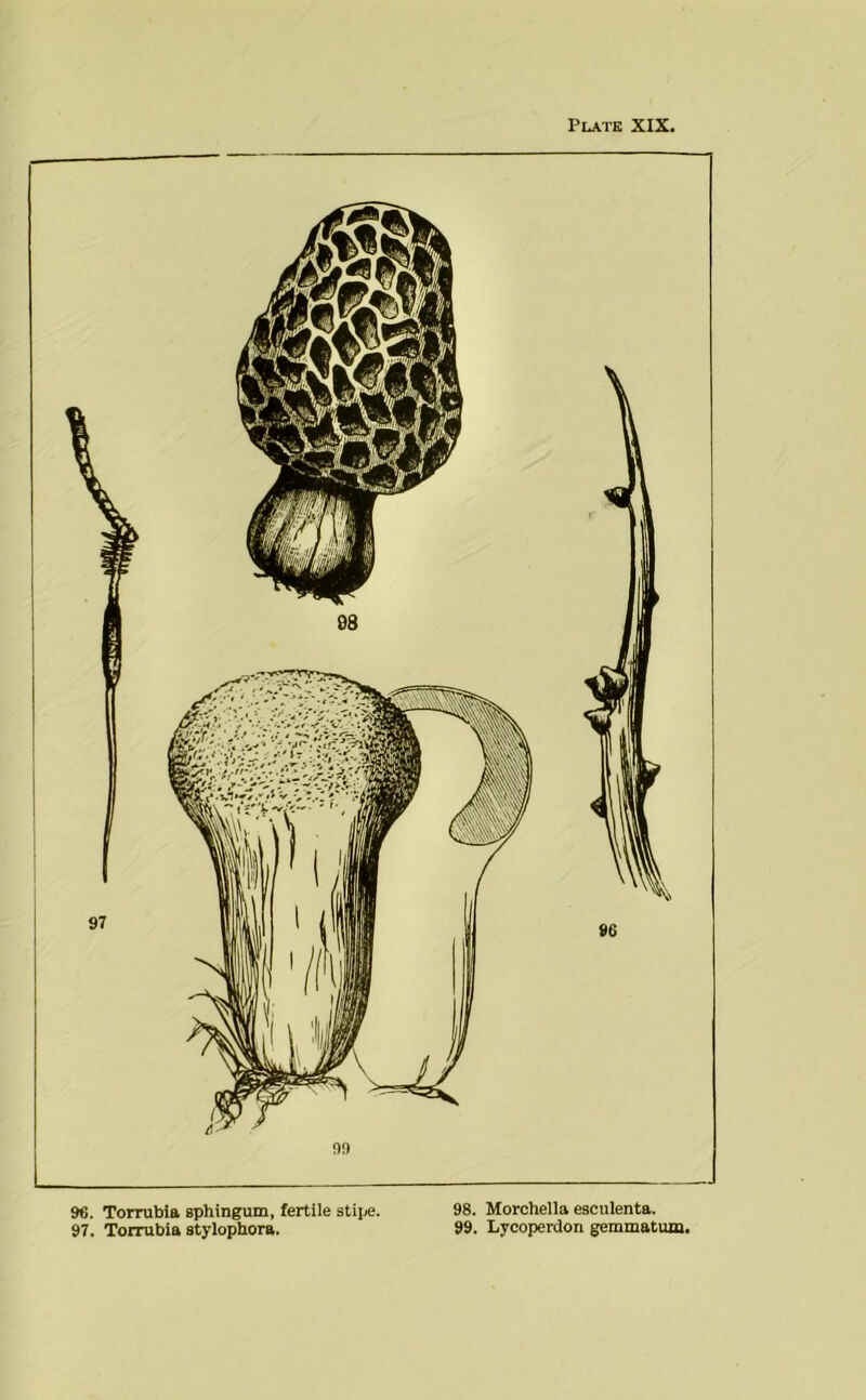 Plate XIX. 96. Torrubia sphingum, fertile stipe. 97. Torrubia stylophora. 98. Morchella esculenta. 99. Lycoperdon gemmatum.