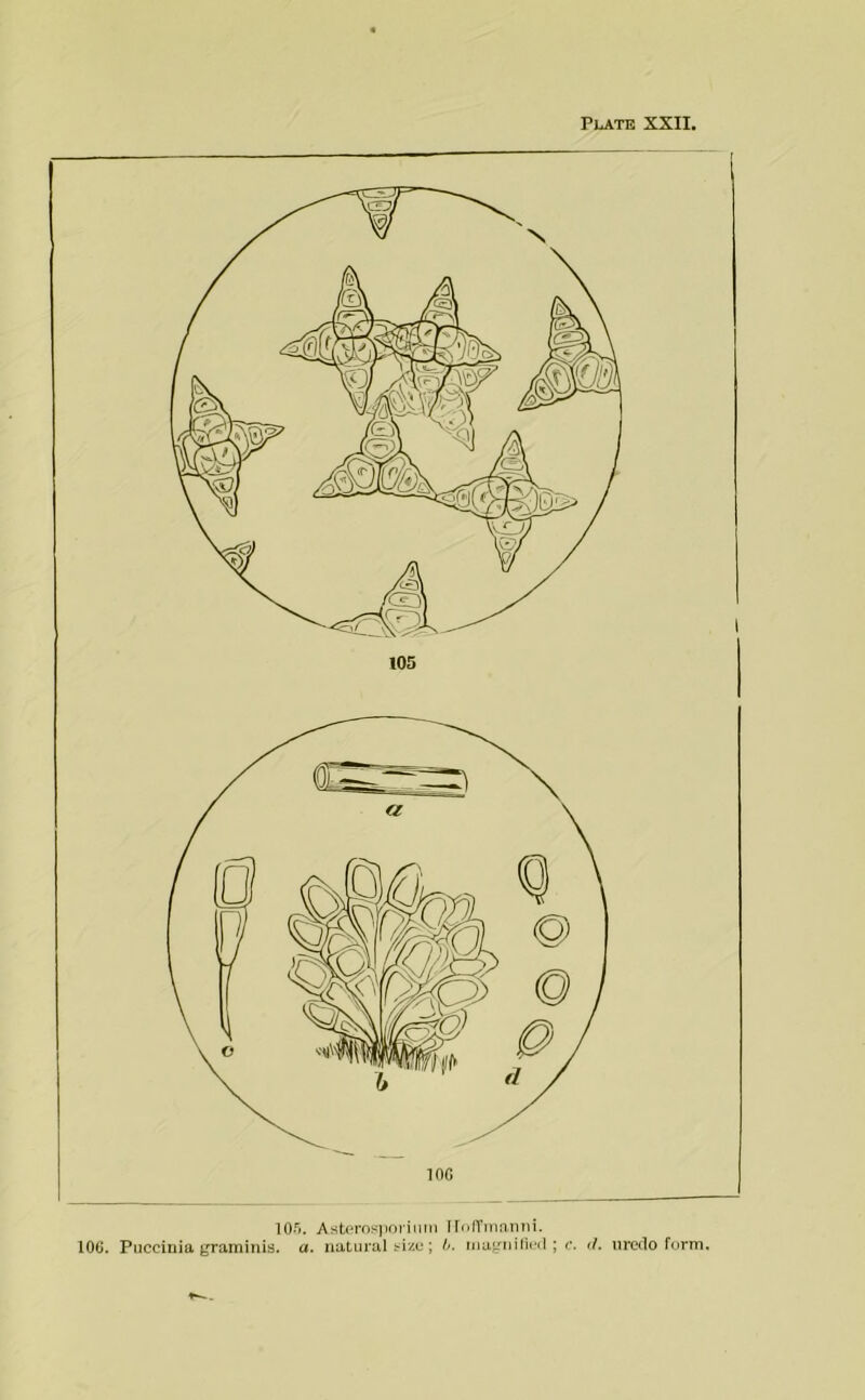 Plate XXII. lOri. Astc*ros]ioriiim Unn'ninnni. 106. Puccinia gramiuis. a, natural ; l>. niu^'‘nin(*il ; c. <1. iireclo form.