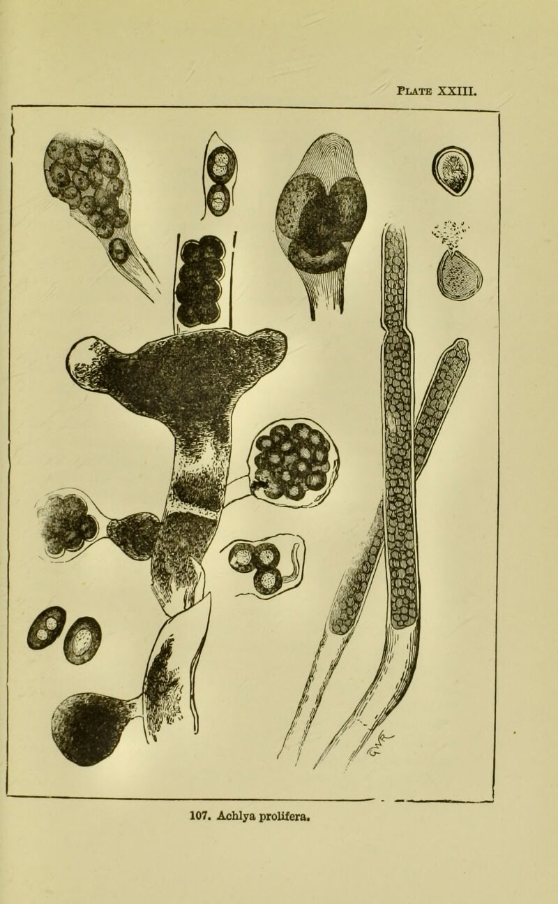 Plate XXIII. 107. Achlya proUIera.