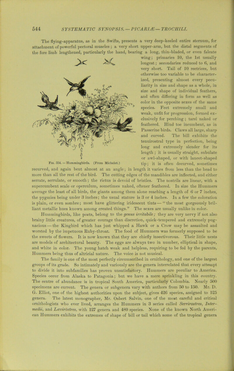 The flying-apparatus, as in the Swifts, presents a very deep-keeled entire sternum, for attachment of powerful pectoral muscles; a very short upper-arm, but the distal segments of the fore limb lengthened, particularly the hand, bearing a long, thin-bladed, or even falcate wing; primaries 10, the 1st usually longest; secondaries reduced to 6, and very short. Tail of 10 reetrices, but otherwise too variable to be character- ized, presenting almost every pecu- liarity in size and shape as a whole, in size and shape of individual feathers, and often differing in form as well as color in the opposite sexes of the same species. Feet extremely small and weak, unfit for progression, formed ex- clusively for perching; tarsi naked or feathered. Hind toe incumbent, as in Passerine birds. Claws all large, sharp and curved. The bill exhibits the tenuirostral type in perfection, being long and extremely slender for its length ; it is usually straight, subulate or awl-shaped, or with lancet-shaped tip; it is often decurved, sometimes recurved, and again bent almost at an angle; in length it varies from less than the head to more than all the rest of the bird. The cutting edges of the maudibles are inflected, and either serrate, serrulate, or smooth ; the rictus is devoid of bristles. The nostrils are linear, with a supercumbent scale or operculum, sometimes naked, ofteuer feathered. In size the Hummers average the least of all birds, the giants among them alone reaching a length of 6 or 7 inches, the pygmies being under 3 inches; the usual stature is 3 or 4 inches. In a few the coloration is plain, or even sombre; most have glittering iridescent tints—“the most gorgeously bril- liant metallic hues known among created things.” The sexes are usually unlike iu color. Hummingbirds, like poets, belong to the genus irritabile; they are very nervy if not also brainy little creatures, of greater courage than discretion, quick-tempered and extremely pug- nacious— the Kingbird which has just whipped a Hawk or a Crow maybe assaulted and worsted by the impetuous Ruby-throat. The food of Hummers was formerly supposed to be the sweets of flowers. It is now known that they are chiefly insectivorous. Their little nests are models of architectural beauty. The eggs are always two in number, elliptical in shape, and white iu color. The young hatch weak and helpless, requiring to be fed by the parents, Hummers being thus of altricial nature. The voice is not musical. The family is one of the most perfectly circumscribed iu ornithology, and one of the largest groups of its grade. So intimately and variously are the genera interrelated that every attempt to divide it into subfamilies has proven unsatisfactory. Hummers are peculiar to America. Species occur from Alaska to Patagonia; but we have a mere spriukling in this country. The centre of abundance is in tropical South America, particularly Colombia. Nearly 500 specimens are current. The genera or subgenera vary with authors from 50 to 150. Mr. D. Gr• Elliot, one of the highest authorities upon the subject, gives 426 species, assigned to 125 genera. The latest monographer, Mr. Osbert Salvin, one of the most careful and critical ornithologists who ever lived, arranges the Hummers in 3 series called Scrrirostrcs, Intcr- medii, and Leevirostres, with 127 genera and 480 species. None of the known North Ameri- can Hummers exhibits the extremes of shape of bill or Util which some of the tropical genera >c X. 9 Fig. 354. — Hummingbirds. (From Michelet.)