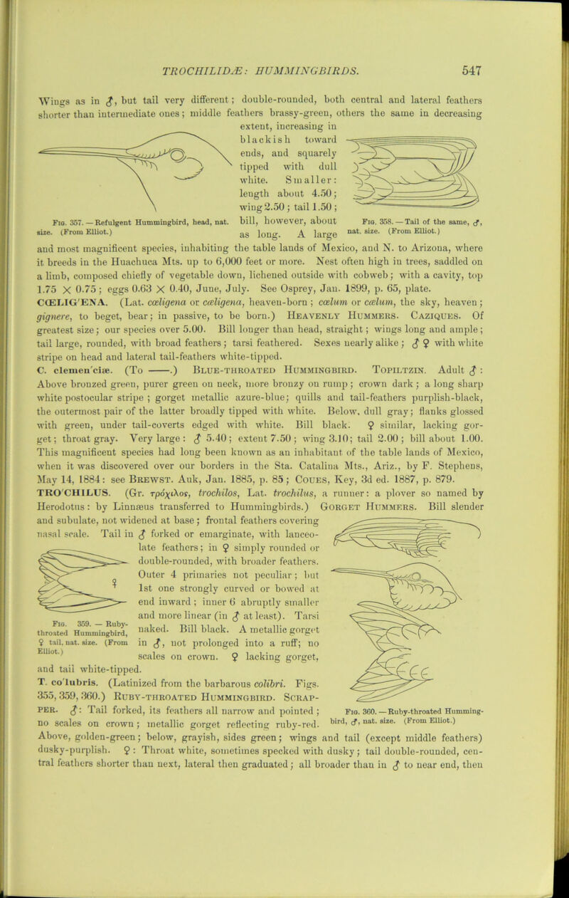 Wings as in <?> but tail very different; double-rounded, both central and lateral feathers shorter than intermediate ones; middle feathers brassy-green, others the same in decreasing extent, increasing in blackish toward ends, and squarely tipped with dull white. Smaller: length about 4.50; wing 2.50 ; tail 1.50 ; Fig. 357. — Refulgent Hummingbird, head, nat. bill, however, about Fig. 358. — Tail of the same, /, size. (From Elliot.) as long. A large nat-size- (^om Elliot.) and most magnificent species, inhabiting the table lands of Mexico, and N. to Arizona, where it breeds in the Huachuca Mts. up to 6,000 feet or more. Nest often high in trees, saddled on a limb, composed chiefly of vegetable down, lichened outside with cobweb; with a cavity, top 1.75 X 0.75; eggs 0.63 X 0.40, June, July. See Osprey, Jan. 1899, p. 65, plate. CCEI.IG'ENA. (Lat. cceligena or cceligena, heaven-born ; caelum or caelum, the sky, heaven ; gignere, to beget, bear; in passive, to be born.) Heavenly Hummers. Caziques. Of greatest size; our species over 5.00. Bill longer than head, straight; wings long and ample ; tail large, rounded, with broad feathers ; tarsi feathered. Sexes nearly alike; $ 9 with white stripe on head and lateral tail-feathers white-tipped. C. clemen'ciae. (To .) Blue-throated Hummingbird. Topiltzin. Adult $ : Above bronzed green, purer green on neck, more bronzy on rump ; crown dark ; a long sharp white postocular stripe ; gorget metallic azure-blue; quills and tail-feathers purplish-black, the outermost pair of the latter broadly tipped with white. Below, dull gray; flanks glossed with green, under tail-coverts edged with white. Bill black. 9 similar, lacking gor- get; throat gray. Very large: $ 5.40; exteut7.50; wing 3.10; tail 2.00; bill about 1.00. This magnificent species had long been known as an inhabitant of the table lands of Mexico, when it was discovered over our borders in the Sta. Catalina Mts., Ariz., by F. Stephens, May 14, 1884: see Brewst. Auk, Jan. 1885, p. 85; Coues, Key, 3d ed. 1887, p. 879. TRO'CHILUS. (Gr. Tpo\i\ot, trochilos, Lat. trochilus, a runner: a plover so named by Herodotus: by Linnaeus transferred to Hummingbirds.) Gorget Hummers. Bill slender and subulate, not widened at base; froutal feathers covering nasal scale. Tail in £ forked or emarginate, with lanceo- late feathers; in 9 simply rounded or double-rounded, with broader feathers. Outer 4 primaries not peculiar; but 1st one strongly curved or bowed at end inward ; inner 6 abruptly smaller and more linear (in £ at least). Tarsi throated Hummingbird nake,1‘ Bill black. A metallic gorget 2 tail, nat. size. (From in £, not prolonged into a ruff; no EUiotscales on crown. 9 lacking gorget, and tail white-tipped. T. co'lubris. (Latinized from the barbarous colibri. Figs. 355,359, 360.) Ruby-throated Hummingbird. Scrap- per. Tail forked, its feathers all narrow and pointed; Fig. 360.—Ruby-throated Humming- no scales on crown; metallic gorget reflecting ruby-red. bird, , nat. Bize. (From Elliot.) Above, golden-green; below, grayish, sides green; wings and tail (except middle feathers) dusky-purplish. 9 : Throat white, sometimes specked with dusky; tail double-rounded, cen- tral feathers shorter than next, lateral then graduated; all broader thau in £ to near end, then