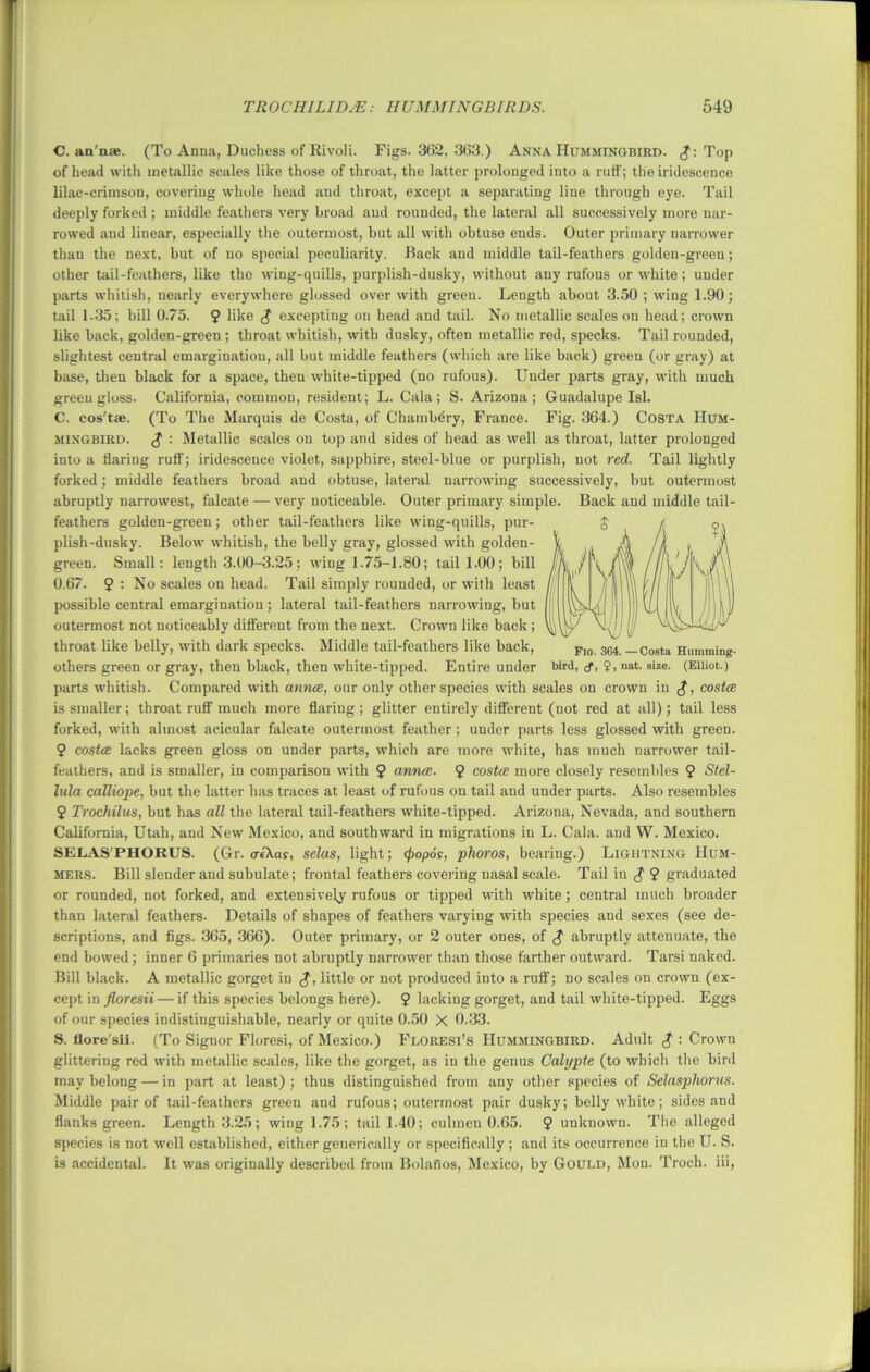 C. an'nae. (To Anna, Duchess of Rivoli. Figs. 362, 3G3.) Anna Hummingbird. $■. Top of head with metallic scales like those of throat, the latter prolonged into a ruff; the iridescence lilac-crimson, covering whole head and throat, except a separating line through eye. Tail deeply forked ; middle feathers very broad and rounded, the lateral all successively more nar- rowed and linear, especially the outermost, but all with obtuse ends. Outer primary narrower thau the next, but of uo special peculiarity. Back and middle tail-feathers golden-green; other tail-feathers, like the wing-quills, purplish-dusky, without any rufous or white; under parts whitish, nearly everywhere glossed over with green. Length about 3.50 ; wing 1.90; tail 1.35; bill 0.75. 9 like $ excepting on head and tail. No metallic scales on head; crown like back, golden-green ; throat whitish, with dusky, often metallic red, specks. Tail rounded, slightest central emarginatiou, all but middle feathers (which are like back) green (or gray) at base, then black for a space, then white-tipped (no rufous). Under parts gray, with much green gloss. California, common, resident; L. Cala; S. Arizona; Guadalupe Isl. C. cos'tae. (To The Marquis de Costa, of Chambery, France. Fig. 364.) Costa Hum- mingbird. : Metallic scales on top and sides of head as well as throat, latter prolonged into a flaring ruff; iridescence violet, sapphire, steel-blue or purplish, not red. Tail lightly forked; middle feathers broad and obtuse, lateral narrowing successively, but outermost abruptly narrowest, falcate — very noticeable. Outer primary simple. Back and middle tail- feathers golden-green; other tail-feathers like wing-quills, pur- plish-dusky. Below whitish, the belly gray, glossed with golden- green. Small: length 3.00-3.25; wing 1.75-1.80; tail 1.00; bill 0.67. 9 : No scales on head. Tail simply rounded, or with least possible central emargination; lateral tail-feathers narrowing, but outermost not noticeably different from the next. Crown like back; throat like belly, with dark specks. Middle tail-feathers like back, others green or gray, then black, then white-tipped. Entire under parts whitish. Compared with anna, our only other species with scales on crown in £, costa is smaller; throat ruff much more flaring; glitter entirely different (not red at all); tail less forked, with almost acicular falcate outermost feather; under parts less glossed with green. 9 costa lacks green gloss on under parts, which are more white, has much narrower tail- feathers, and is smaller, in comparison with 9 anna. 9 costa more closely resembles 9 Stel- lula calliope, but the latter has traces at least of rufous on tail and under parts. Also resembles 9 Trochilus, but has all the lateral tail-feathers white-tipped. Arizona, Nevada, and southern California, Utah, and New Mexico, and southward in migrations in L. Cala. and W. Mexico. SELAS'PHORUS. (Gr. creXar, selas, light; <popos, plioros, bearing.) Lightning Hum- mers. Bill slender and subulate; frontal feathers covering nasal scale. Tail in $ 9 graduated or rounded, not forked, and extensively rufous or tipped with white; central much broader than lateral feathers. Details of shapes of feathers varying with species and sexes (see de- scriptions, and figs. 365, 366). Outer primary, or 2 outer ones, of $ abruptly attenuate, the end bowed; inner 6 primaries not abruptly narrower than those farther outward. Tarsi naked. Bill black. A metallic gorget in £, little or not produced into a ruff; no scales on crown (ex- Fig. 364.—Costa Humming- bird, <f, 9» na^* size* (Elliot.) E; gs cept in floresii — if this species belongs here). 9 lacking gorget, and tail white-tipped, of our species indistinguishable, nearly or quite 0.50 X 0.33. S. flore'sii. (To Signor Floresi, of Mexico.) Floresi’s Hummingbird. Adult $ : Crown glittering red with metallic scales, like the gorget, as in the genus Calypte (to which the bird may belong — in part at least) ; thus distinguished from any other species of Selasphorus. Middle pair of tail-feathers green and rufous; outermost pair dusky; belly white; sides and flanks green. Length 3.25; wing 1.75; tail 1.40; culmen 0.65. 9 unknown. The alleged species is not well established, either generically or specifically ; and its occurrence in the U. S. is accidental. It was originally described from Bolanos, Mexico, by Gould, Mon. Troch. iii,