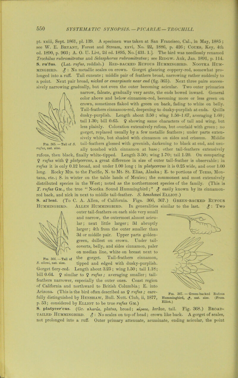 Fig. 365. —Tail of S. ruf us, nat. size. |>t. xxiii, Sept. 1861, pi. 139. A specimen was taken at San Francisco, Cal., in May, 1885; see W. E. Bryant, Forest and Stream, xxvi, No. 22, 188(3, p. 42(3; Coues, Key, 4th ed. 1890, p. 903; A. 0. U. List, 2d ed. 1895, No. [431. 1.]. The bird was needlessly renamed Trochilus rubromitratus and Selasphorus rubromitratus; see IIidgw. Auk, Jan. 1891, p. 114. S. ru'fus. (Lat. ruf us, reddish.) Red-backed Rufous Hummingbird. Nootka Hum- mingbird. $ : No metallic scales on crown. Gorget glancing coppery-red, somewhat pro- longed into a ruff. Tail cuneate ; middle pair of feathers broad, narrowing rather suddenly to a point. Next pair broad, nicked or emargmate near end (fig. 365). Next three pairs succes- sively narrowing gradually, but not even the outer becoming acicular. Two outer primaries narrow, falcate, gradually very acute, the ends bowed inward. General color above and below cinnamon-red, becoming more or less green on crown, sometimes flaked with green on back, fading to white on belly. Tail-feathers cinnamon-red, deepening to duskv-purplish at ends. Quills dusky-purplish. Length about 3.50 ; wing 1.50-1.67, averaging 1.(30; tail 1.30; bill 0.65. 9 showing same characters of tail and wing, but less plainly. Coloration extensively rufous, but overlaid with green; no gorget, replaced usually by a few metallic feathers; under parts exten- sively white, but shaded with cinnamon on sides and crissum. Middle tail-feathers glossed with greenish, darkening to black at end, and usu- ally touched with cinnamon at base; other tail-feathers extensively rufous, then black, finally white-tipped. Length 3.50; wing 1.70; tail 1.20. On comparing 9 ruf us with 9 platycercus, a great difference in size of outer tail-feather is observable: in ruf us it is only 0.12 broad, and under 1.00 long ; in platycercus it is 0.25 wide, and over 1.00 long. Rocky Mts. to the Pacific, N. to Mt. St. Elias, Alaska; E. to portions of Texas, Mon- tana, etc.; S. in winter on the table lands of Mexico; the commonest and most extensively distributed species in the West; noted as the northernmost species of the family. (This is T. rufus Gm., the true “ Nootka Sound Hummingbird ;” $ easily known by its cinnamon- red back, and nick in next to middle tail-feather. S. henshawi Elliot.) S. al'leni. (To C. A. Allen, of California. Figs. 366, 367.) Green-backed Rufous Allen Hummingbird. In generalities similar to the last. $ : Two outer tail-feathers on each side very small and narrow, the outermost almost acicu- lar ; next little larger; 3d abruptly larger; 4th from the outer smaller than 3d or middle pair. Upper parts golden- green, dullest on crown. Under tail- coverts, belly, and sides cinnamon, paler on median line, white on breast next to the gorget. Tail-feathers cinnamon, tipped and edged with dusky-purplish. Length about 3.25 : wing 1.50; tail 1.18; hill 0.64. 9 similar to 9 rufus; averaging smaller; tail- feathers narrower, especially the outer ones. Coast region of California and northward to British Columbia; E. into Arizona. (This is the bird often described as 9 rufus ; care- fully distinguished by IIenshaw, Bull. Nutt. Club, ii, 1877, p. 53; considered by Elliot to be true rufus Gm.) S. platycer'cus. (Gr. jrXarvs, platus, broad; KtpKos, kerkos, tail. Fig. 368.) Broad- tailed Hummingbird. £ : No scales on top of head; crown like back. A gorget of scales, not prolonged into a ruff. Outer primary attenuate, acuminate, ending acicular, the point Hummingbird. Fig 36G.—Tail of S. alleniy nat. size. Gorget fiery-red. Fig. 367. — Green-backed Hummingbird, cf, nat. size. Elliot.) Rufous (From