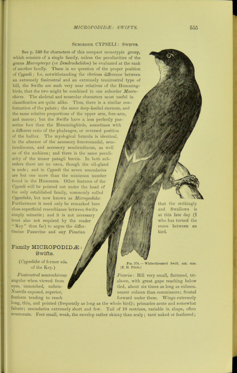 Suborder CYPSELI: Swifts. an See p. 540 for characters of this compact mouotypic group, which consists of a single family, unless the peculiarities of the genus Macropteryx (or Denclrochelidon) be evaluated at the rank of another family. There is no question of the proper position of Cypseli; for, notwithstanding the obvious difference between au extremely fissirostral and an extremely tenuirostral type of bill, the Swifts are such very near relatives of the Humming- birds, that the two might be combined in one suborder Macro- chires. The skeletal and muscular characters most useful in classification are quite alike. Thus, there is a similar con- formation of the palate; the same deep-keeled sternum, and the same relative proportions of the upper arm, fore-arm, and manus; but the Swifts have a less perfectly pas- serine foot than the Hummingbirds, sometimes with a different ratio of the phalanges, or reversed position of the hallux. The myological formula is identical, iu the absence of the accessory femorocaudal, sem- itendiuosus, and accessory semitendinous, as well as of the ambiens; and there is the same peculi- arity of the tensor patagii brevis. In both sub- orders there are no caeca, though the oil-gland is nude; and in Cypseli the seven secondaries are but one more than the minimum number found in the Hummers. Other features of the Cypseli will be pointed out under the head of the only established family, commonly called Cypselidee, but now known as Micropodidae. Furthermore it need only be remarked here close superficial resemblance between Swifts simply mimetic; aud it is not necessary trust also not required by the reader “ Key ” thus far) to argue the differ- Oscine Passerine and any Picarian that the strikingly and Swallows is at this late day (I who has turned the ences between bird. Family MICROPODIDiE : Swifts. (Cypselidee of former eds. of the Key.) Fissirost red m acrochiro us angular when viewed from eyes, unnotched, unbris- Kostrils exposed, superior, feathers tending to reach Fig. 374. — White-throated Swift, nat. size. (E. H. Fitch.) Picarice: Bill very small, flattened, tri- above, with great gape reaching below tied, about six times as long as culmen. nearer culmen than commissure; frontal forward under them. Wings extremely long, thin, and pointed (frequently as long as the whole bird); primaries acute and somewhat falcate; secondaries extremely short and few. Tail of 10 rectrices, variable in shape, often mucrouate. Feet small, weak, the envelop rather skinny than scaly; tarsi naked or feathered;