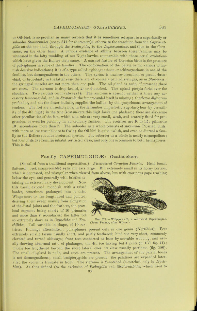 or Oil-bird, is so peculiar in many respects that it is sometimes set apart iu a superfamily or suborder Steatornithes (see p. 541 for characters); otherwise the transition from the Caprimul- gidee on the one hand, through the Podargidec, to the Leptosomatidce, and thus to the Corei- ciidec, on the other hand. A curious evidence of affinity between these families may be witnessed in the lofty tumbling of our Night-hawks, comparable with those aerial evolutions which have given the Rollers their name. A marked feature of Coracian birds is the presence of pulviplumes in some of the families. The conformation of the palate is too various to fur- nish decisive indications; it is of a type called asgithognathous or schizognathous in one of the families, but desmognathous in the others. The syrinx is tracheo-brouchial, or pseudo-brou- chial, or bronchial; in the latter case there are of course a pair of syringes, as in Steatornis ; the syringeal muscles are not more than one pair. The oil-gland is nude, if present; there are caeca. The sternum is deep-keeled, 2- or 4-notched. The spinal pteryla forks over the shoulders. Two carotids occur (always ?). The ambiens is absent; neither is there any ac- cessory femorocaudal, and in Steatornis the femorocaudal itself is missing; the flexor digitorum profundus, and not the flexor hallucis, supplies the hallux, by the sympelmous arrangement of tendons. The feet are anisodactylous, iu the Kirumbos imperfectly zygodactylous by versatil- ity of the 4th digit; iu the true Goatsuckers this digit lacks one phalanx ; there are also some other peculiarities of the feet, which as a rule are very small, weak, and scarcely fitted for pro- gression, or even for perching in an ordinary fashion. The rectrices are 10 or 12; primaries 10; secondaries more than 7. The suborder as a whole consists of nocturnal Picarian birds, with more or less resemblauce to Owls; the Oil-bird is quite owlish, aud even so diurnal a fam- ily as the Rollers contains nocturnal species. The suborder as a whole is nearly cosmopolitan; but four of its five families inhabit restricted areas, and only one is common to both hemispheres. This is the Family CAPRIMULGIDJE : Goatsuckers. (So called from a traditional superstition.) Fissirostral Coracian Picariee. Head broad, flattened; neck inappreciable; eyes and ears large. Bill extremely small in its horuy portion, which is depressed, and triangular when viewed from above, but with enormous gape reaching below the eye, and generally with bristles at- taining an extraordinary development. Nos- trils basal, exposed, roundish, with a raised border, sometimes prolonged into a tube. Wings more or less lengthened and pointed, deriving their sweep mainly from elongation of the distal joints and the feathers, the prox- imal segment being short; of 10 primaries and more than 7 secondaries; the latter not so extremely short as in Cypselidee and Tro- chilidee. Tail variable in shape, of 10 rec- trices. Plumage aftershafted ; pulviplumes present only in one genus (Nyctibius). Feet extremely small; tarsus usually short, and partly feathered; hind toe very short, commonly elevated and turned sideways; front toes connected at base by movable webbing, and usu- ally showing abnormal ratio of phalanges, the 4th toe having but 4 joints (p. 133, fig. 41); middle toe lengthened beyond the short lateral ones, its claw usually pectinate (fig. 380). The small oil-gland is nude, and caeca are present. The arrangement of the palatal bones is not desmognathous; small basipterygoids are present; the palatines are expanded later- ally; the vomer is truncate in front. The sternum is 2-notched (4-notched only in JSiycti- bius). As thus defined (to the exclusion of Podargidec and Steatornithidee, which used to 30 Fig. 378. — Whippoorwill, a setirostral Caprimulgine. (From Tenney, after Wilson.)