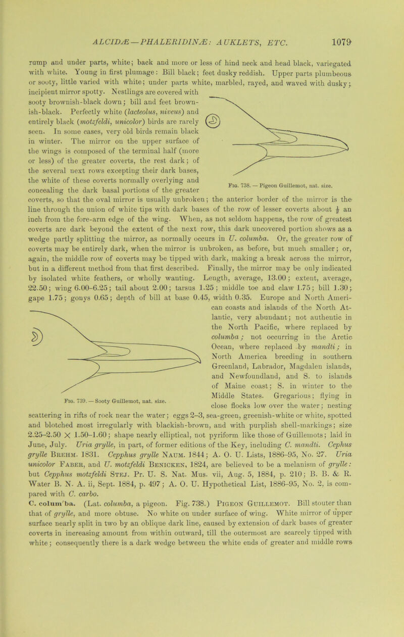 Fig. 738. — Pigeon Guillemot, nat. size. rump aud under parts, white; back and more or less of hind neck and head black, variegated with white. Young in first plumage: Bill black; feet dusky reddish. Upper parts plumbeous or sooty, little varied with white; under parts white, marbled, rayed, and waved with dusky; incipient mirror spotty. Nestlings are covered with sooty brownish-black down; bill and feet brown- ish-black. Perfectly white (lacteolus, niveus) and entirely black (motzfeldi, unicolor) birds are rarely seen. In some cases, very old birds remain black in winter. The mirror on the upper surface of the wings is composed of the terminal half (more or less) of the greater coverts, the rest dark; of the several next rows excepting their dark bases, the white of these coverts normally overlying and concealing the dark basal portions of the greater coverts, so that the oval mirror is usually unbroken; the anterior border of the mirror is the line through the union of white tips with dark bases of the row of lesser coverts about ^ an inch from the fore-arm edge of the wing. When, as not seldom happens, the row of greatest coverts are dark beyond the extent of the next row, this dark uncovered portion shows as a wedge partly splitting the mirror, as normally occurs in U. columba. Or, the greater row of coverts may be entirely dark, when the mirror is unbroken, as before, but much smaller; or, again, the middle row of coverts may he tipped with dark, making a break across the mirror, but in a different method from that first described. Finally, the mirror may be only indicated by isolated white feathers, or wholly wanting. Length, average, 13.00; extent, average, 22.50; wing 6.00-6.25; tail about 2.00; tarsus 1.25; middle toe and claw 175; bill 1.30; gape 1.75; gonys 0.65; depth of bill at base 0.45, width 0.35. Europe and North Ameri- can coasts and islands of the North At- lantic, very abundant; not authentic in the North Pacific, where replaced by columba; not occurring in the Arctic Ocean, where replaced by mandti; in North America breeding in southern Greenland, Labrador, Magdalen islands, and Newfoundland, and S. to islands of Maine coast; S. in winter to the Middle States. Gregarious; flying in close flocks low over the water; nesting scattering in rifts of rock near the water; eggs 2-3, sea-green, greenish-white or white, spotted and blotched most irregularly with blackish-brown, and with purplish shell-markings; size 2.25-2.50 X 1.50-1.60; shape nearly elliptical, not pyriform like those of Guillemots; laid in June, July. Uria grylle, in part, of former editions of the Key, including C. mandti. Cephas grylle Brehm. 1831. Cepphus grylle Naum. 1844; A. O- U. Lists, 1886-95, No. 27. Uria unicolor Faber, and U. motzfeldi Benicken, 1824, are believed to be a melanism of grylle: but Cepphus motzfeldi Stej. Pr. U. S. Nat. Mus. vii, Aug. 5, 1884, p. 210; B. B. & R. Water B. N. A. ii, Sept. 1884, p. 497; A. O. U. Hypothetical List, 1886-95, No. 2, is com- pared with C. carbo. C. colum'ba. (Lat. columba, a pigeon. Fig. 738.) Pigeon Guillemot. Bill stouter than that of grylle, and more obtuse. No white on under surface of wing. White mirror of upper surface nearly split in two by an oblique dark line, caused by extension of dark bases of greater coverts in increasing amount from within outward, till the outermost are scarcely tipped with white; consequently there is a dark wedge between the white ends of greater aud middle rows