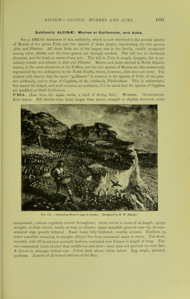 Subfamily ALCI N>E : Murres or Cuillemots, and Auks. See p. 1062 for characters of this subfamily, which is now restricted to the several species of Murres of the geuus Uria, and two species of Auks proper, representing the two genera Aica and Plautus. All these birds are of the largest size in the family, readily recognized among other Alciclce, and the three genera are strongly marked. The bill has no deciduous elements, and the head no crests of any sort. The bill in Uria is simply elongate, but is pe- culiarly sulcate and cultrate in Aka and Plautus. Murres and Auks abound in North Atlantic waters, in the same situations as the Puffins, and the two species of Murres are also numerously represented by two subspecies in the North Pacific, where, however, Aka does not occur. The student will observe that the name “guillemot” is common to the species of Uria, of the pres- ent subfamily, and to those of Cepphus, of the subfamily PhaleridvncB. This is unfortunate, but canuot be helped, and need occasion no confusion, if it be noted that the species of Cepphus are qualified as black Guillemots. U'RIA. (Lat. from Gr. olpla, ouria, a kind of diving bird.) Murres. Guillemots. Egg-birds. Bill shorter than head, longer than tarsus, straight or slightly decurved, much Fio. 741. — Gathering Murre’s eggs in Alaska. (Designed by H. W. Elliott.) compressed; culmen regularly curved throughout; rictus curved in most of its length; gonys straight, or little curved, nearly as long as culmen; upper mandible grooved near tip, its com- missural edge greatly inflected. Nasal fossie fully feathered; nostrils covered. Feathers on lower mandible retreating in straight oblique line from interramal space to rictus. Tail short, rounded, with 12 broad (not pointed) feathers, contained over 3 times in length of wing. Tar- sus compressed, much shorter than middle toe and claw; outer claw not grooved on outer face. A fuiTow in plumage behind eye. Colors dark above, white below. Egg single, pictured, pyriform. Lomvia of all former editions of the Key.