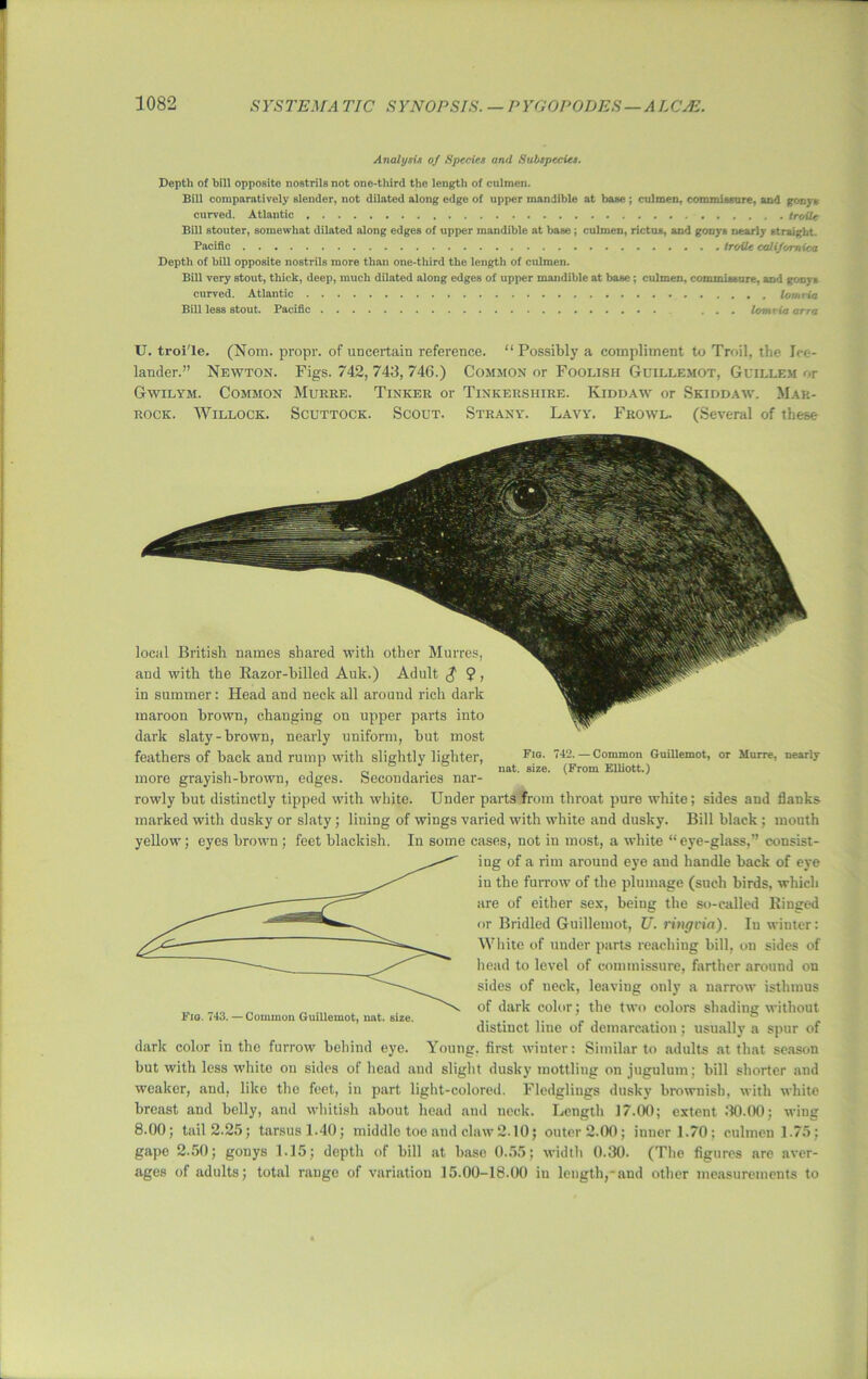 Analysis of Species and Subspecies. Depth of bill opposite nostrils not one-third the length of culmen. Bill comparatively slender, not dilated along edge of upper mandible at base ; culmen, commissure, and gonys curved. Atlantic troile Bill stouter, somewhat dilated along edges of upper mandible at base ; culmen, rictus, and gonys nearly straight. Pacific Iroile califomica Depth of bill opposite nostrils more than one-third the length of culmen. Bill very stout, thick, deep, much dilated along edges of upper mandible at base ; culmen, commissure, and gonys curved. Atlantic lornvia Bill less stout. Pacific ... lornvia arra U. troi'le. (Nom. propr. of uncertain reference. “Possibly a compliment to Troil, the Ice- lander.” Newton. Figs. 742, 743, 746.) Common or Foolish Guillemot, Guillem or Gwilym. Common Murre. Tinker or Tinkershire. Kiddaw or Skiddaw. Mar- rock. Willock. Scuttock. Scout. Strany. Lavy. Frowl. (Several of these Fig. 742. — Common Guillemot, or Murre, nearly nat. size. (From Elliott.) local British names shared with other Murres, and with the Razor-hilled Auk.) Adult $ $?, in summer: Head and neck all around rich dark maroon brown, changing on upper parts into dark slaty-brown, nearly uniform, hut most feathers of hack and rump with slightly lighter, more grayish-brown, edges. Secondaries nar- rowly hut distinctly tipped with white. Under parts from throat pure white; sides and flanks marked with dusky or slaty; lining of wings varied with white and dusky. Bill black ; mouth yellow; eyes brown ; feet blackish. In some cases, not in most, a white “eye-glass,” consist- ing of a rim around eye and handle back of eye in the furrow of the plumage (such birds, which are of either sex, being the so-called Ringed or Bridled Guillemot, U. ring via). In winter: White of under parts reaching bill, on sides of head to level of commissure, farther around on sides of neck, leaving only a narrow isthmus of dark color; the two colors shading without distinct line of demarcation; usually a spur of dark color in the furrow behind eye. Young, first winter: Similar to adults at that season but with less white on sides of head and slight dusky mottling on jugulum; bill shorter and weaker, and, like the feet, in part light-colored. Fledglings dusky brownish, with white breast and belly, and whitish about head and neck. Length 17.00; extent 30. (X); wing 8.00; tail 2.25; tarsusl.40; middle toe and claw 2.10; outer 2.00; inner 1.70; culmen 1.75; gape 2.50; gonys 1.15; depth of bill at base 0.55; width 0.30. (The figures are aver- ages of adults; total range of variation 15.00-18.00 iu length,-and other measurements to