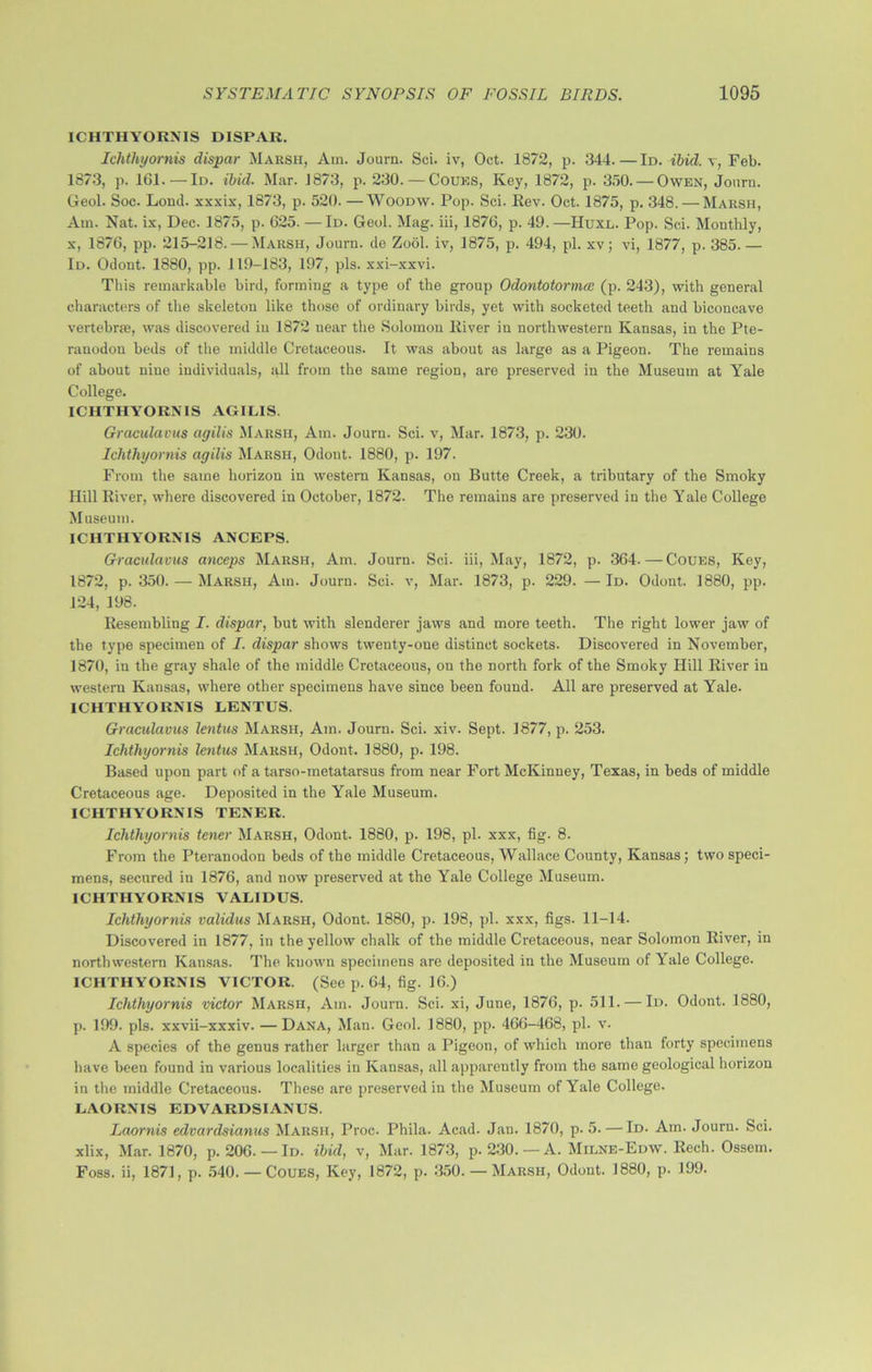 ICHTHYORNIS DISPAR. Ichthyomis dispar Marsh, Am. Journ. Sci. iv, Oct. 1872, p. 344.—Id. ibid. \, Feb. 1873, p. 161.—Id. ibid. Mar. J873, p. 230. — Coues, Key, 1872, p. 350. — Owen, Journ. Geol. Soc. Loud, xxxix, 1873, p. 520. —Woodw. Pop. Sci. Rev. Oct. 1875, p. 348. — Marsh, Am. Nat. ix, Dec. 1875, p. 625. — Id. Geol. Mag. iii, 1876, p. 49. —Huxe. Pop. Sci. Monthly, x, 1876, pp. 215-218. — Marsh, Journ. de Zool. iv, 1875, p. 494, pi. xv; vi, 1877, p. 385. — Id. Odont. 1880, pp. 119-183, 197, pis. xxi-xxvi. This remarkable bird, forming a type of the group Odontotomies (p. 243), with general characters of the skeleton like those of ordinary birds, yet with socketed teeth and biconcave vertebrae, was discovered in 1872 near the Solomon River in northwestern Kansas, in the Pte- ranodon beds of the middle Cretaceous. It was about as large as a Pigeon. The remains of about nine individuals, all from the same region, are preserved in the Museum at Yale College. ICHTHYORNIS AGILIS. Graculavus agilis Marsh, Am. Journ. Sci. v, Mar. 1873, p. 230. Ichthyomis agilis Marsh, Odout. 1880, p. 197. From the same horizon in western Kansas, on Butte Creek, a tributary of the Smoky Hill River, where discovered in October, 1872. The remains are preserved in the Yale College Museum. ICHTHYORNIS ANCEPS. Graculavus anceps Marsh, Am. Journ. Sci. iii, May, 1872, p. 364. — Coues, Key, 1872, p. 350. — Marsh, Am. Journ. Sci. v, Mar. 1873, p. 229. — Id. Odont. 1880, pp. 124, 198. Resembling I. dispar, but with slenderer jaws and more teeth. The right lower jaw of the type specimen of I. dispar shows twenty-one distinct sockets. Discovered in November, 1870, in the gray shale of the middle Cretaceous, on the north fork of the Smoky Hill River in western Kansas, where other specimens have since been found. All are preserved at Yale. ICHTHYORNIS LENTUS. Graculavus lentus Marsh, Am. Journ. Sci. xiv. Sept. 1877, p. 253. Ichthyomis lentus Marsh, Odont. 1880, p. 198. Based upon part of a tarso-metatarsus from near Fort McKinney, Texas, in beds of middle Cretaceous age. Deposited in the Yale Museum. ICHTHYORNIS TENER. Ichthyomis tener Marsh, Odont. 1880, p. 198, pi. xxx, fig. 8. From the Pteranodon beds of the middle Cretaceous, Wallace County, Kansas; two speci- mens, secured in 1876, and now preserved at the Yale College Museum. ICHTHYORNIS VALIDUS. Ichthyomis validus Marsh, Odont. 1880, p. 198, pi. xxx, figs. 11-14. Discovered in 1877, in the yellow chalk of the middle Cretaceous, near Solomon River, in northwestern Kansas. The known specimens are deposited in the Museum of Yale College. ICHTHYORNIS VICTOR. (See p. 64, fig. 16.) Ichthyomis victor Marsh, Am. Journ. Sci. xi, June, 1876, p. 511. — Id. Odont. 1880, p. 199. pis. xxvii-xxxiv. —Dana, Man. Geol. 1880, pp. 466-468, pi. v. A species of the genus rather larger than a Pigeon, of which more than forty specimens have been found in various localities in Kansas, all apparently from the same geological horizon in the middle Cretaceous. These are preserved in the Museum of Yale College. LiAORNIS EDVARDSIAXUS. Laornis edvardsicinus Marsh, Proc. Phila. Acad. Jan. 1870, p. 5. — Id. Am. Journ. Sci. xlix, Mar. 1870, p. 206. — Id. ibid, v, Mar. 1873, p. 230.—A. Milne-Edw. llech. Ossem. Foss, ii, 1871, p. 540. — Coues, Key, 1872, p. 350. — Marsh, Odont. 1880, p. 199.