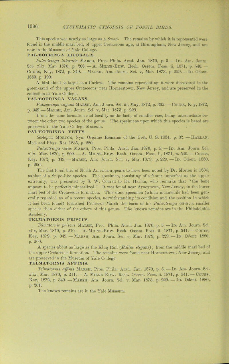 This species was nearly as large as a Swan. The remains by which it is represented were found in the middle marl bed, of upper Cretaceous age, at Birmingham, New Jersey, and are now in the Museum of Yale College. PALiEOTRINGA LITORALIS. Pdlccotringa liitoralis Marsh, Proc. Phila. Acad. Jan. 1870, p. 5.— Id. Am. Journ. Sci. xlix, Mar. 1870, p. 208.—A. Milne-Edw. Rech. Ossem. Foss, ii, 1871, p. 540.— Coues, Key, 1872, p. 349. — Marsh, Am. Journ. Sci. v, Mar. 1873, p.229. — Id. Odont. 1880, p. 199. A bird about as large as a Curlew. The remains representing it were discovered in the green-sand of the upper Cretaceous, near Hornerstown, New Jersey, and are preserved in the collection at Yale College. PALiEOTRINGA VAGANS. Palceotringa vagans Marsh, Am. Journ. Sci. iii, May, 1872, p. .‘165. — Coues, Key, 1872, p. 349. — Marsh, Am. Journ. Sci. v, Mar. 1873, p. 229. From the same formation and locality as the last; of smaller size, being intermediate be- tween the other two species of the genus. The specimens upon which this species is based are preserved in the Yale College Museum. PALCSOTRINGA VETUS. Scolopax Morton, Syn. Organic Remains of the Cret. U. S. 1834, p. 32. — Harlan, Med. and Phys. Res. 1835, p. 280. Palceotringa vetus Marsh, Proc. Phila. Acad. Jan. 1870, p. 5. — Id. Am. Journ. ScL xlix, Mar. 1870, p. 209.—A. Milne-Edw. Rech. Ossem. Foss, ii, 1871, p. 540.—Coues. Key, 1872, p. 349. — Marsh, Am. Journ. Sci. v, Mar. 1873, p. 229. — Id. Odont. 1680, p. 200. The first fossil bird of North America appears to have been noted by Dr. Morton in 1834, as that of a Snipe-like species. The specimen, consisting of a femur imperfect at the upper extremity, was presented by S. W. Conrad to Dr. Harlan, who remarks that “the bone appears to be perfectly mineralized.” It was found near Arneytown, New Jersey, in the lower marl bed of the Cretaceous formation. This same specimen (which meanwhile had been gen- erally regarded as of a recent species, notwithstanding its condition and the position in which it had been found) furnished Professor Marsh the basis of his Palceotringa vetus, a smaller species than either of the others of this genus. The known remains are in the Philadelphia Academy. TELMATORNIS PRISCUS. Telmatornis priscus Marsh, Proc. Phila. Acad. Jan. 1870, p. 5. — Id. Am. Journ. Sci. xlix, Mar. 1870, p. 210. — A. Milne-Edw. Rech. Ossem. Foss, ii, 1871, p. 541. — Coues, Key, 1872, p. 349. — Marsh, Am. Journ. Sci. v, Mar. 1873, p. 229. — Id. Odont. 1880, p. 200. A species about as large as the King Rail (Rallies elegans) ; from the middle marl bed of the upper Cretaceous formation. The remains were found near Hornerstown, New Jersey, and are preserved in the Museum of Yale College. TELMATORNIS AFFINIS. Telmatornis affinis Marsh, Proc. Phila. Acad. Jan. 1870, p. 5.—Id. Am. Jouru. Sci. xlix, Mar. 1870, p. 211. — A. Milne-Edw. Rech. Ossem. Foss. ii. 1871, p. 541. — Coues, Key, 1872, p.349. — Marsh, Am. Journ. Sci. v, Mar. 1873, p.229. — Id. Odont. 1880, p. 201. The known remains are in the Yale Museum.