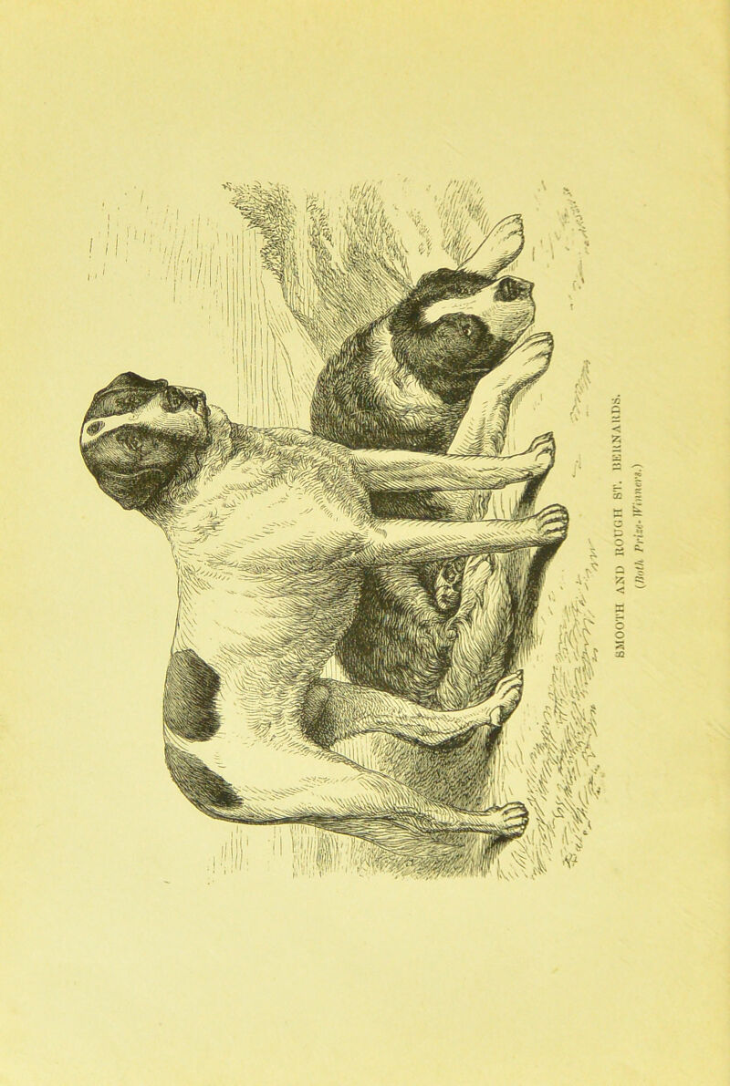 SMOOTH AND ROUGH ST. BERNARDS. (/loth Print- Winnm.)