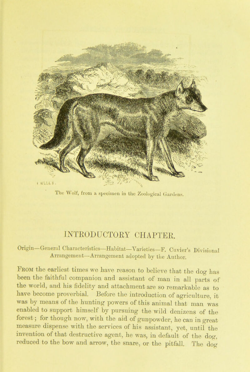 INTRODUCTORY CHAPTER. Origin—General Characteristics—Habitat—Varieties—F. Cuvier’s Divisional Arrangement—Arrangement adopted by the Author. From the earliest times we have reason to believe that the clog has been the faithful companion and assistant of man in all parts of the world, and his fidelity and attachment are so remarkable as to have become proverbial. Before the introduction of agriculture, it was by means of the hunting powers of this animal that man was enabled to support himself by pursuing the wild denizens of the forest; for though now, with the aid of gunpowder, he can in great measure dispense with the services of his assistant, yet, until the invention of that destructive agent, he was, in default of the dog, reduced to the bow and arrow, the snare, or the pitfall. The dog