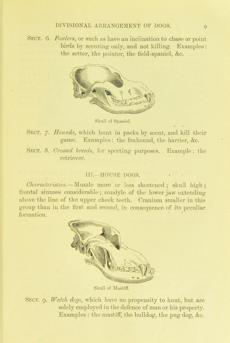 DIVISIONAL ARRANGEMENT OF DOGS. Sect. 6. Fowlers, or such as have an inclination to chase or point birds by scenting' only, and not killing’. Examples: the setter, the pointer, the field-spaniel, &c. Sect. 7. Sect. 8. Skull of Spaniel. Hounds, which hunt in packs by scent, and kill their game. Examples : the foxhound, the harrier, &c. Crossed breeds, for sporting purposes. Example: the retriever. III.-HOUSE DOGS. Characteristics.—Muzzle more or less shortened ; skull high ; frontal sinuses considerable; condyle of the lower jaw extending above the line of the upper cheek teeth. Cranium smaller in this group than in the first and second, in consequence of its peculiar formation. Skull of Mastiff. Sect. 9. Watch dogs, which have no propensity to hunt, but are solely employed in the defence of man or his property. Examples : the mastiff, the bulldog, the pug dog, &c.