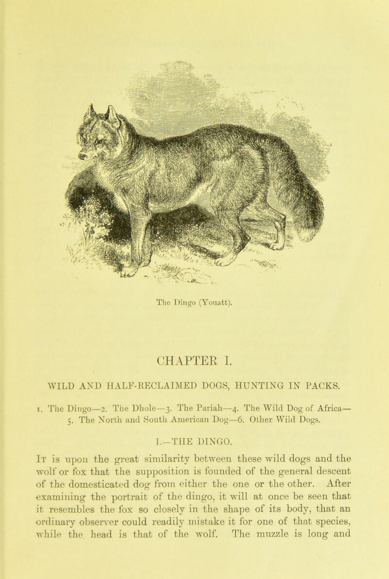 The Dingo (Youatt). CHAPTER I. WILD AND HALF-RECLAIMED DOGS, HUNTING IN PACKS. r. The Dingo—2. The Dhole—3. The Pariah—4. The Wild Dog ot' Africa— 5. The North and South American Dog—6. Other Wild Dogs. I.—THE DINGO. It is upon the great similarity between these wild dogs and the wolf or fox that the supposition is founded of the general descent of the domesticated dog from either the one or the other. After examining the portrait of the ding’o, it will at once be seen that it resembles the fox so closely in the shape of its body, that an ordinary observer could readily mistake it for one of that species, while the head is that of the wolf. The muzzle is long and