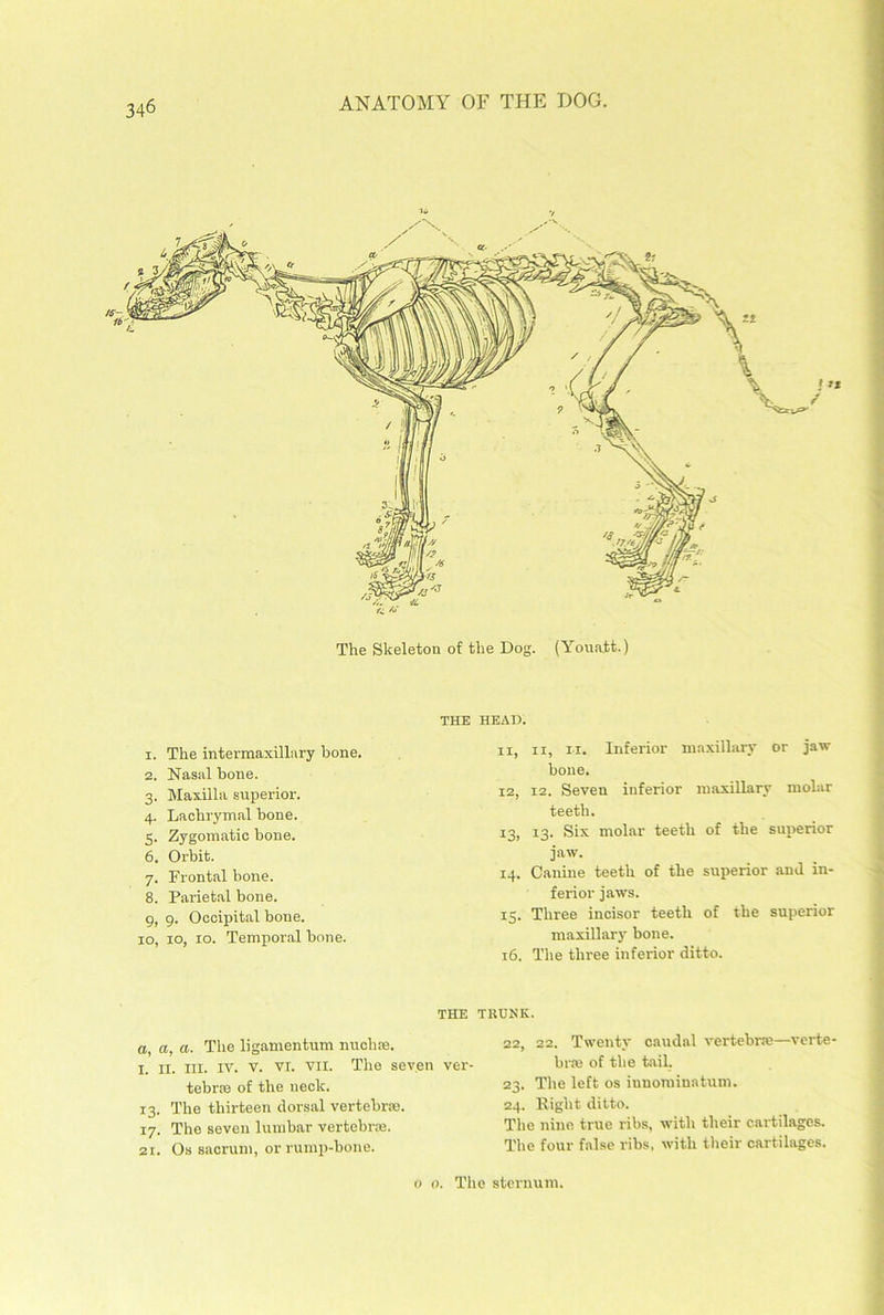 The Skeleton of the Dog. (Youatt.) THE HEAD. I. The intermaxillary bone. 11, 11, n. Inferior maxillary or jaw 2. Nasal bone. bone. 3- Maxilla superior. 12, 12. Seven inferior maxillary molar 4- Lachrymal bone. teeth. 5- Zygomatic bone. 13, 13. Six molar teeth of the superior 6. Orbit. jaw. 7- Frontal bone. 14. Canine teeth of the superior and in- 8. Parietal bone. ferior jaws. 0, q. Occipital bone. 15. Three incisor teeth of the superior IO, 10, 10. Tempoial bone. maxillary bone. 16. The three inferior ditto. THE THUNK. a, a, a. The ligamentum nuchas. I. ix. ill. IV. v. VI. VII. The seven ver- tebrae of the neck. 13. The thirteen dorsal vertebrae. 17. The seven lumbar vertebras. 21. Os sacrum, or rump-bone. 22. 22. Twenty caudal vertebra—verte- bra of the tail. 23. The left os iunominatum. 24. Right ditto. The nine true ribs, with their cartilages. The four false ribs, with their cartilages. o o. The sternum.