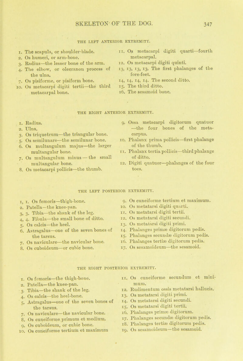 THE LEFT ANTERIOR EXTREMITY. 1. The scapula, or shoulder-blade. 2. Os humeri, or arm-bone. 3. Radius—the lesser bone of the arm. 4. The elbow, or olecranou process of the ulna. 7. Os pisiforme, or pisiform bone, io. Os metacarpi digiti tertii—the third metacarpal bone. 11. Os metacarpi digiti quarti—fourth metacarpal. 12. Os metacarpi digiti quinti. I3> I 2 3 4 5 6 7 83> x3> x3- The first phalanges of the fore-feet. 14. 14, 14, 14. The second ditto. 15. The third ditto. 16. The sesamoid bone. THE RIGHT ANTERIOR EXTREMITY. 1. Radius. 2. Ulna. 3. Os triquetrum—the triangular bone. 5. Os semilunare—the semilunar bone. 6. Os multangulum majus—the larger multangular bone. 7. Os multangulum minus — the small multangular bone. 8. Os metacarpi pollicis—the thumb. 9. Ossa metacarpi digitorum quatuor —the four bones of the meta- carpus. 10. Phalanx prima pollicis—first phalange of the thumb. 11. Phalanx tertia pollicis—third phalange of ditto. 12. Digiti quatuor—phalanges of the four toes. THE LEFT POSTERIOR EXTREMITY. 1. 1. Os femoris—thigh-bone. 2. Patella—the knee-pan. 3. 3. Tibia—the shank of the leg. 4. 4. Fibula—the small bone of ditto. 5. Os calcis—the heel. 6. Astragalus—one of the seven bones of the tarsus. 7. Os naviculare—the navicular bone. 8. Os cuboideum—or cubic bone. 9. Os cuneiforme tertium et maximum. 10. Os metatarsi digiti quarti. ir. Os metatarsi digiti tertii. 12. Os metatarsi digiti secundi. 13. Os metatarsi digiti primi. 14. Phalanges primse digitorum pedis. 15. Phalanges secundse digitorum pedis. 16. Phalanges tertise digitorum pedis. 17. Os sesamoideum—the sesamoid. THE RIGHT POSTERIOR EXTREMITY. 1. Os femoris—the thigh-bone. 2. Patella—the knee-pan. 3. Tibia—the shank of the leg. 4. Os calcis—the heel-bone. 3. Astragalus—one of the seven bones of the tarsus. 7. Os naviculare—the navicular bone. 8. Os cuneiforme primum et medium. 9. Os cuboideum, or cubic hone. to. Os cuneiforme tertium et maximum 11. Os cuneiforme secundum et mini- mum. 12. Rudimentum ossis metatarsi hallucis. 13. Os metatarsi digiti primi. 14. Os metatarsi digiti secundi. 15. Os metatarsi digiti tertii. 16. Phalanges primre digitorum. 17. Phalanges secundse digitorum pedis. 18. Phalanges tertian digitorum pedis. 19. Os sesamoideum—the sesamoid.