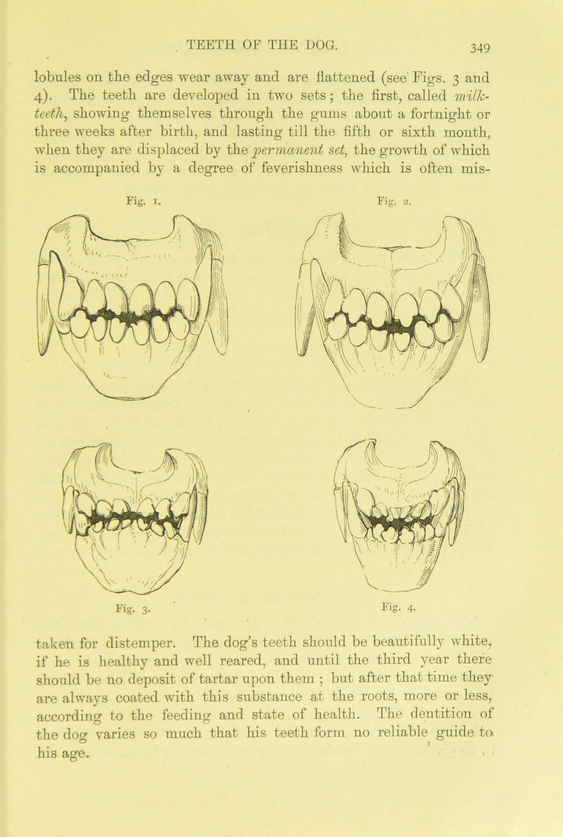 lobules on the edges wear away and are flattened (see Figs. 3 and 4). The teeth are developed in two sets; the first, called milk- teeth, showing- themselves through the gums about a fortnight or three weeks after birth, and lasting till the fifth or sixth month, when they are displaced by the permanent set, the growth of which is accompanied by a degree of feverishness which is often mis- Fig. I. Fig. 2. taken for distemper. The dog’s teeth should be beautifully white, if he is healthy and well reared, and until the third year there should be no deposit of tartar upon them ; but after that time they are always coated with this substance at the roots, more or less, according to the feeding and state of health. The dentition of the doo- varies so much that his teeth form no reliable guide to. 0 > his age.