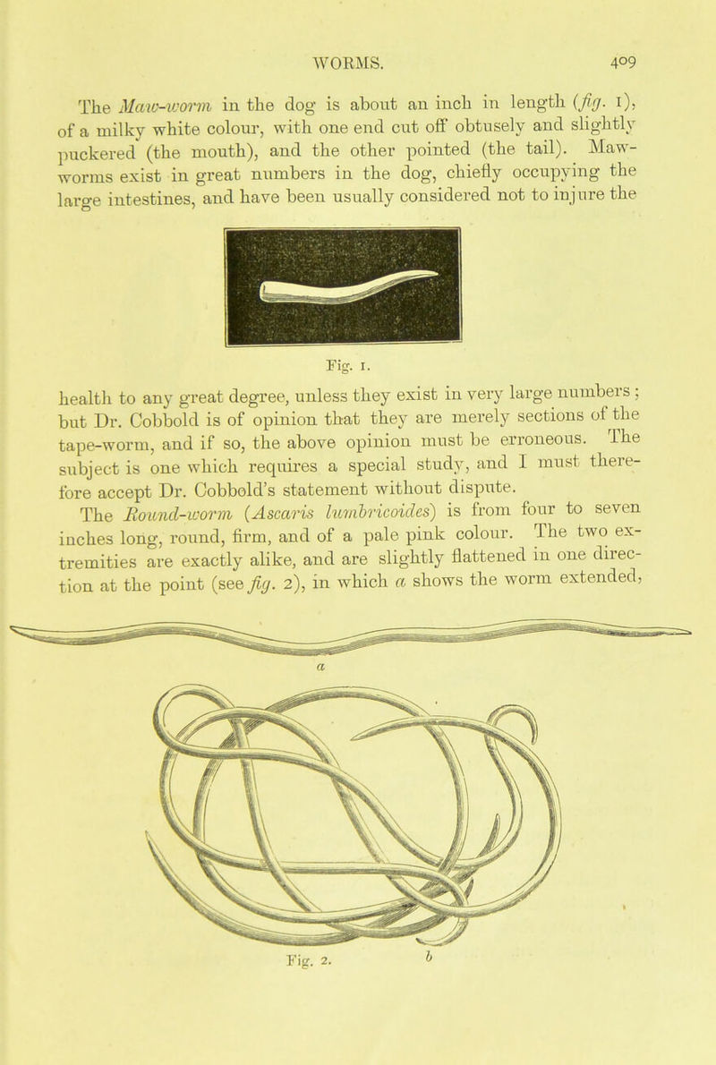 The Maio-vjorm in the dog is abont an inch in length (fig. i), of a milky white colour, with one end cut off obtusely and slightly puckered (the mouth), and the other pointed (the tail). Maw- worms exist in great numbers in the dog, chiefly occupying the lai’ge intestines, and have been usually considered not to injure the Riff- i- health to any great degree, unless they exist in very large numbers ; but Dr. Cobbold is of opinion that they are merely sections of the tape-worm, and if so, the above opinion must be erroneous. The subject is one which requires a special study, and I must there- fore accept Dr. Cobbold’s statement without dispute. The Bound-worm (Ascaris lumbricoides) is from four to seven inches long, round, firm, and of a pale pink colour. The two ex- tremities are exactly alike, and are slightly flattened in one direc-